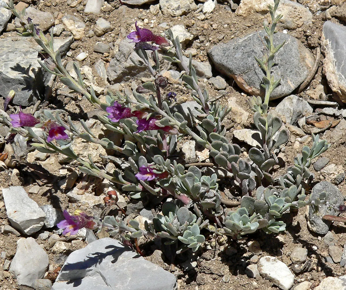 Desert Penstemon (Penstemon Pseudospectabilis) — Renowned for its striking violet to pinkish tubular flowers