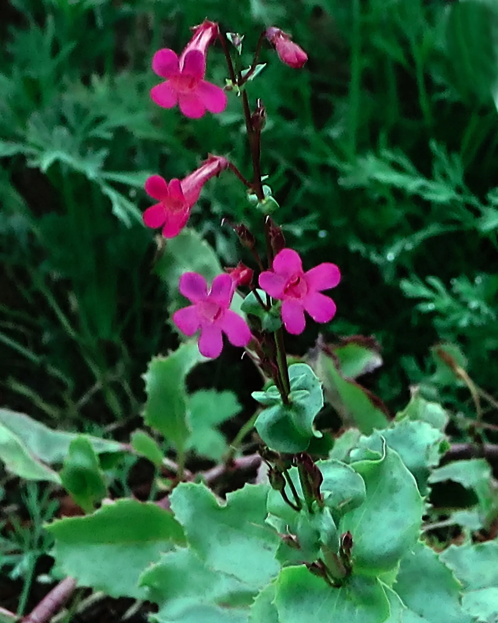 Desert Penstemon (Penstemon Pseudospectabilis) — Prefers full sun and well-drained soil