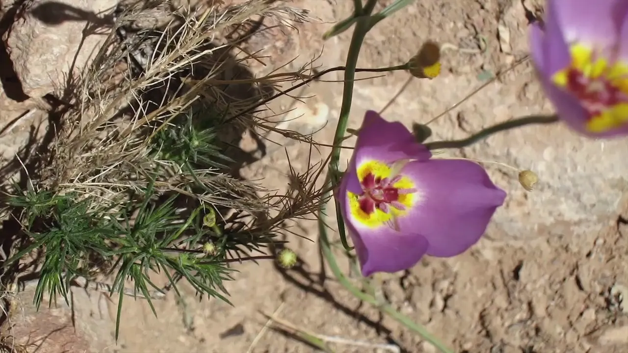 Desert Penstemon (Penstemon Pseudospectabilis) — Ideal for adding a splash of color to arid landscapes and rock gardens; slender stems that emanate an air of