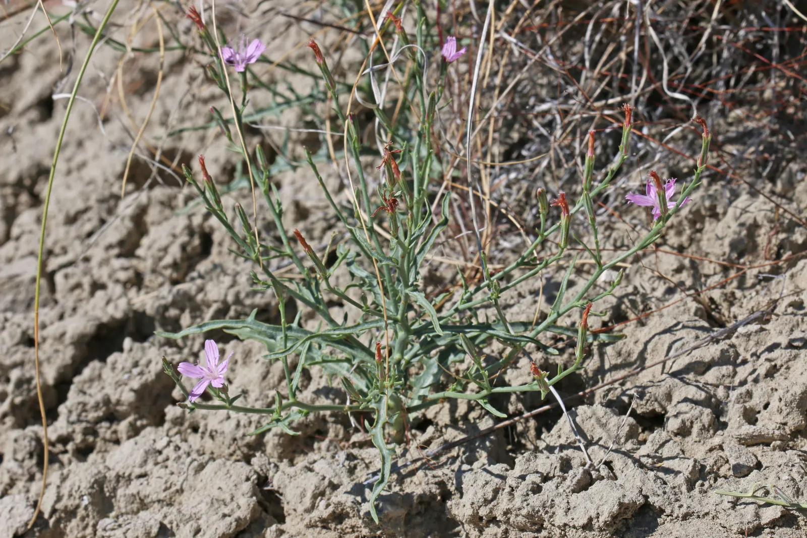 Desert Penstemon (Penstemon Pseudospectabilis) — thriving in USDA zones 4-9