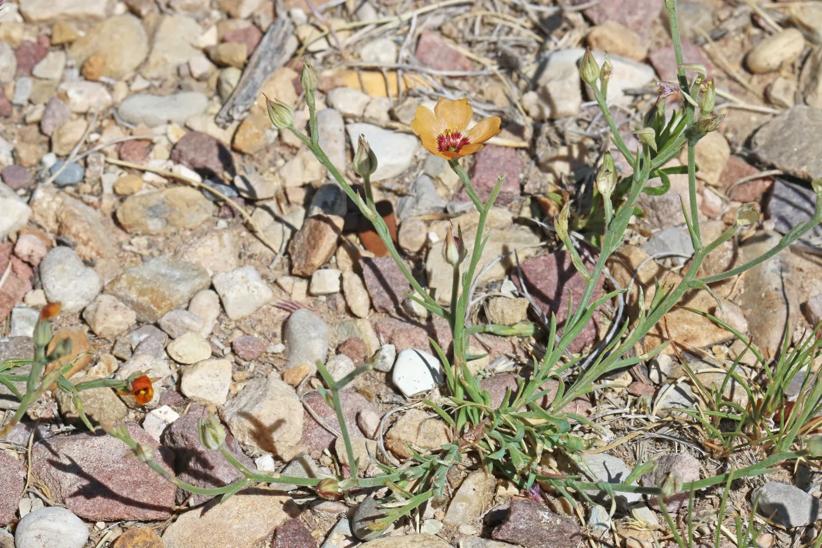 Desert Penstemon (Penstemon Pseudospectabilis) — perennial for full or half