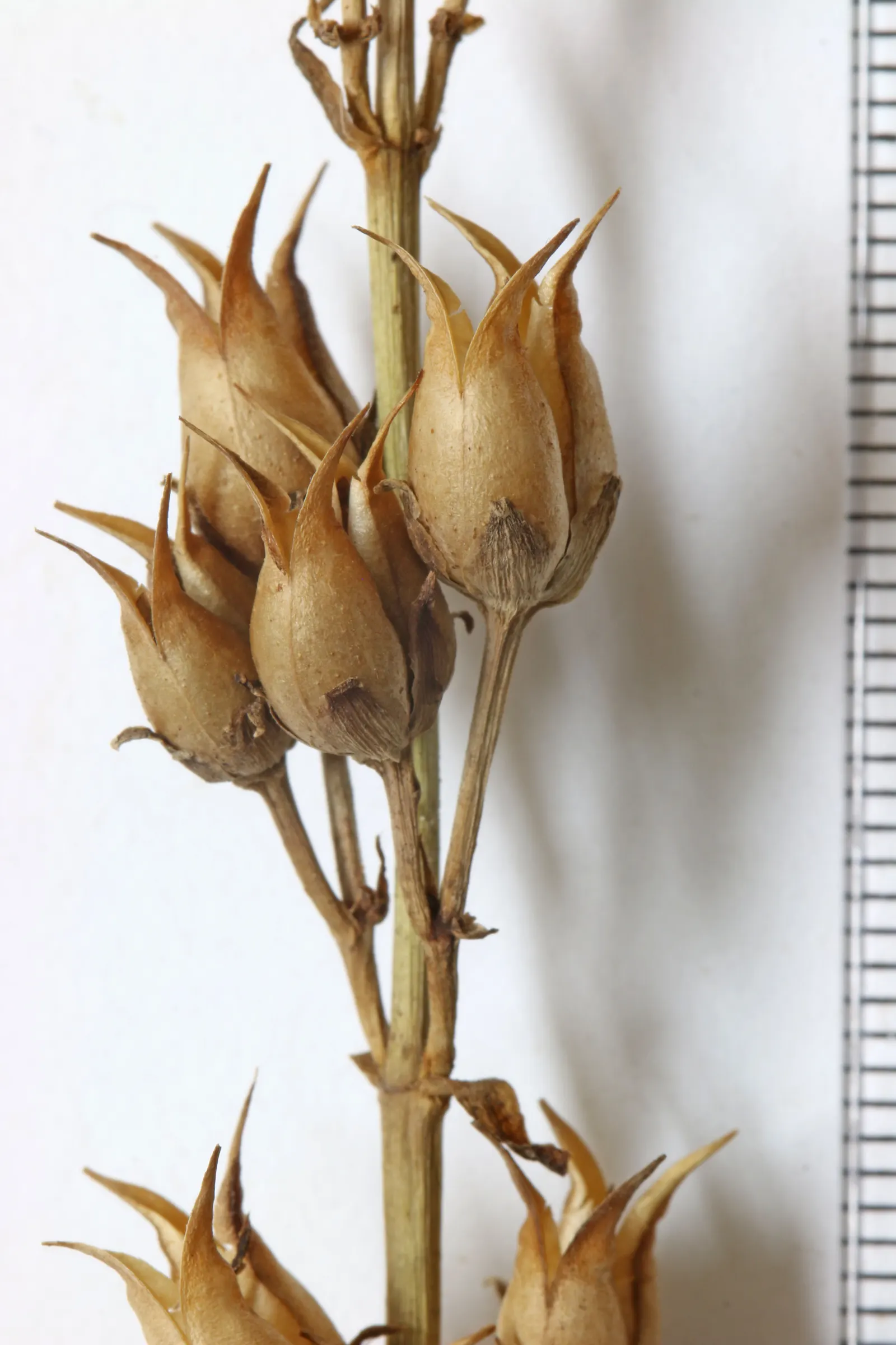 Desert Penstemon (Penstemon Pseudospectabilis) — It can reach a mature height of about 2 to 4 feet and spreads 1 to 2 feet wide