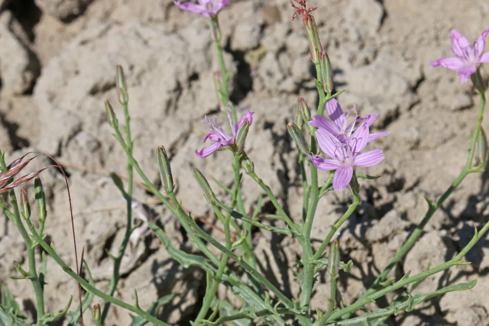 Desert Penstemon (Penstemon Pseudospectabilis) — drought-tolerant perennial; it reaches 2-3 feet in height and spreads up to 24 inches