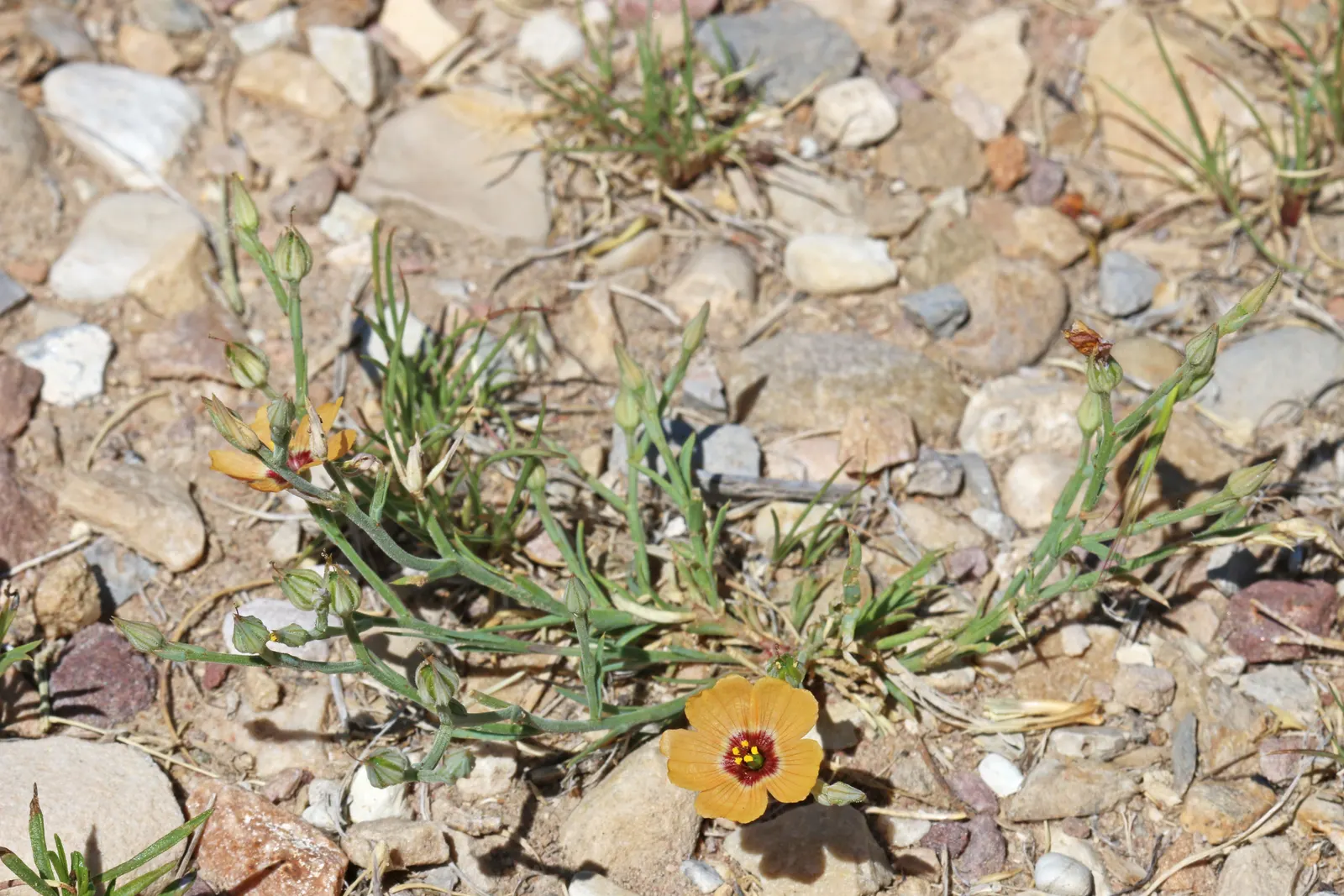 Desert Penstemon (Penstemon Pseudospectabilis) — adding ecological value to the garden