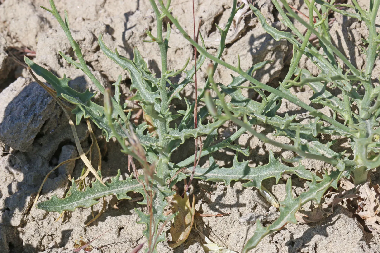 Desert Penstemon (Penstemon Pseudospectabilis) — origins tie it to the Southwest