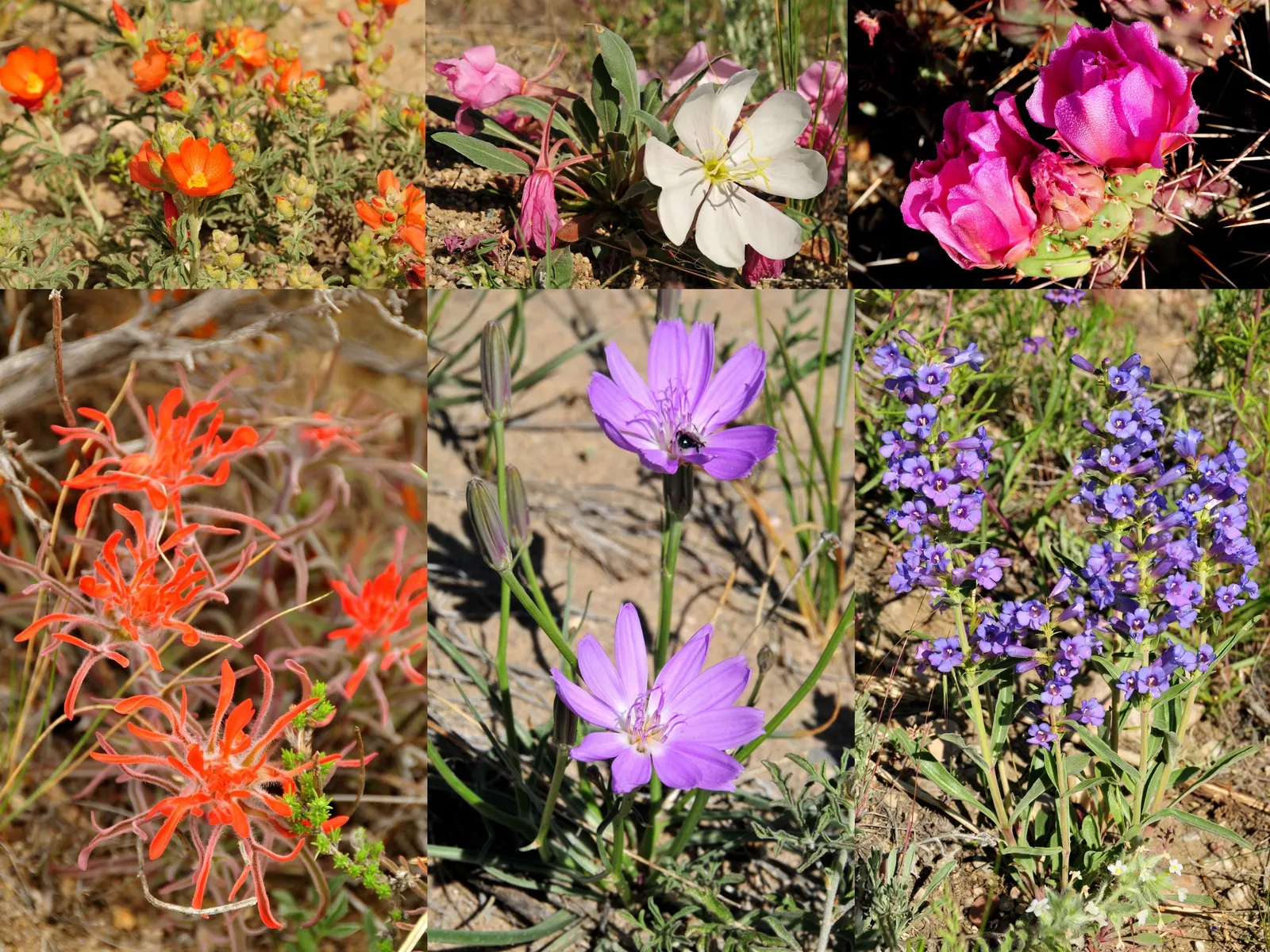 Desert Penstemon (Penstemon Pseudospectabilis) — offers vibrant color and dynamic structure to any arid landscape design