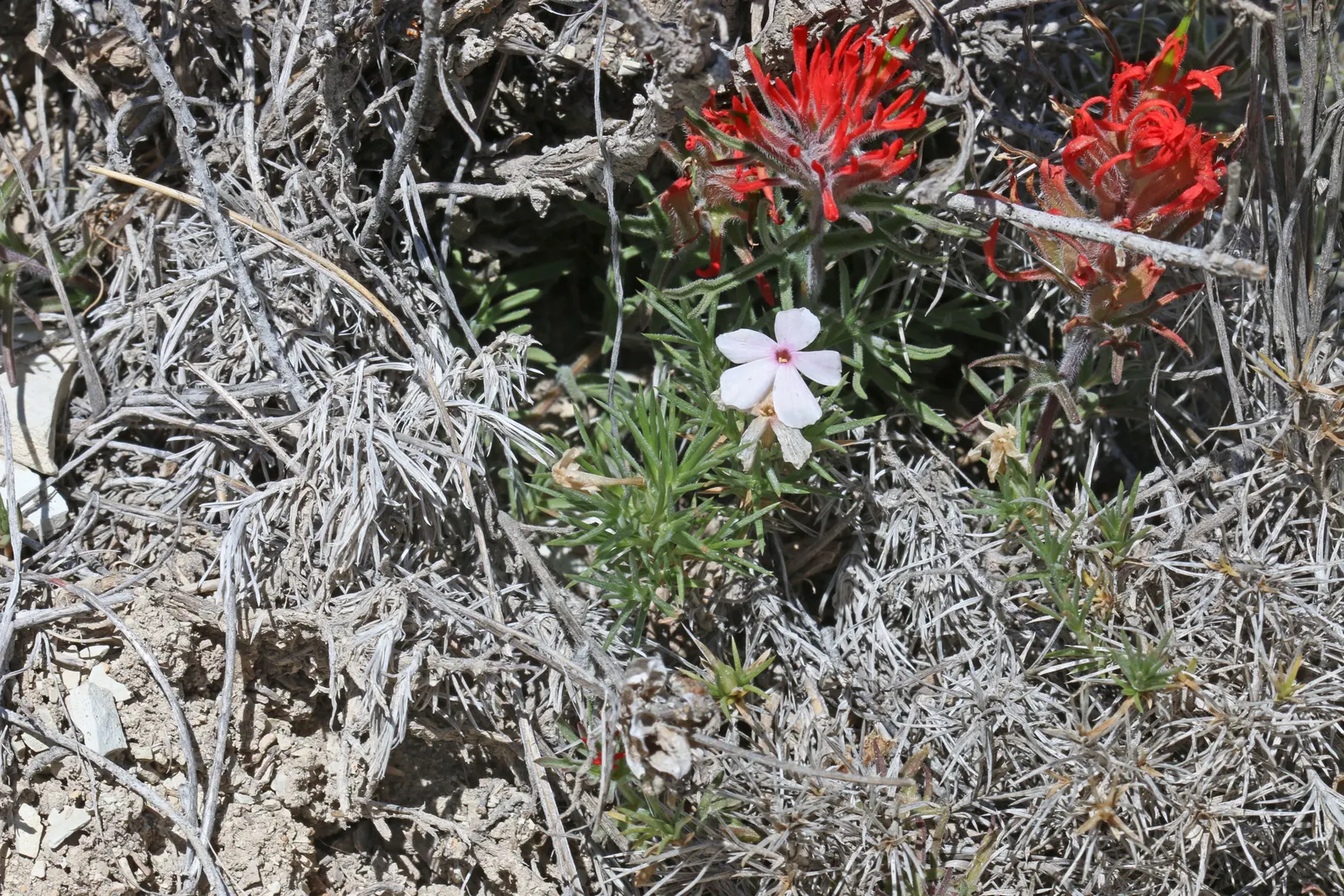 Desert Penstemon (Penstemon Pseudospectabilis) — this perennial blooms profusely in the spring; generally from March to May