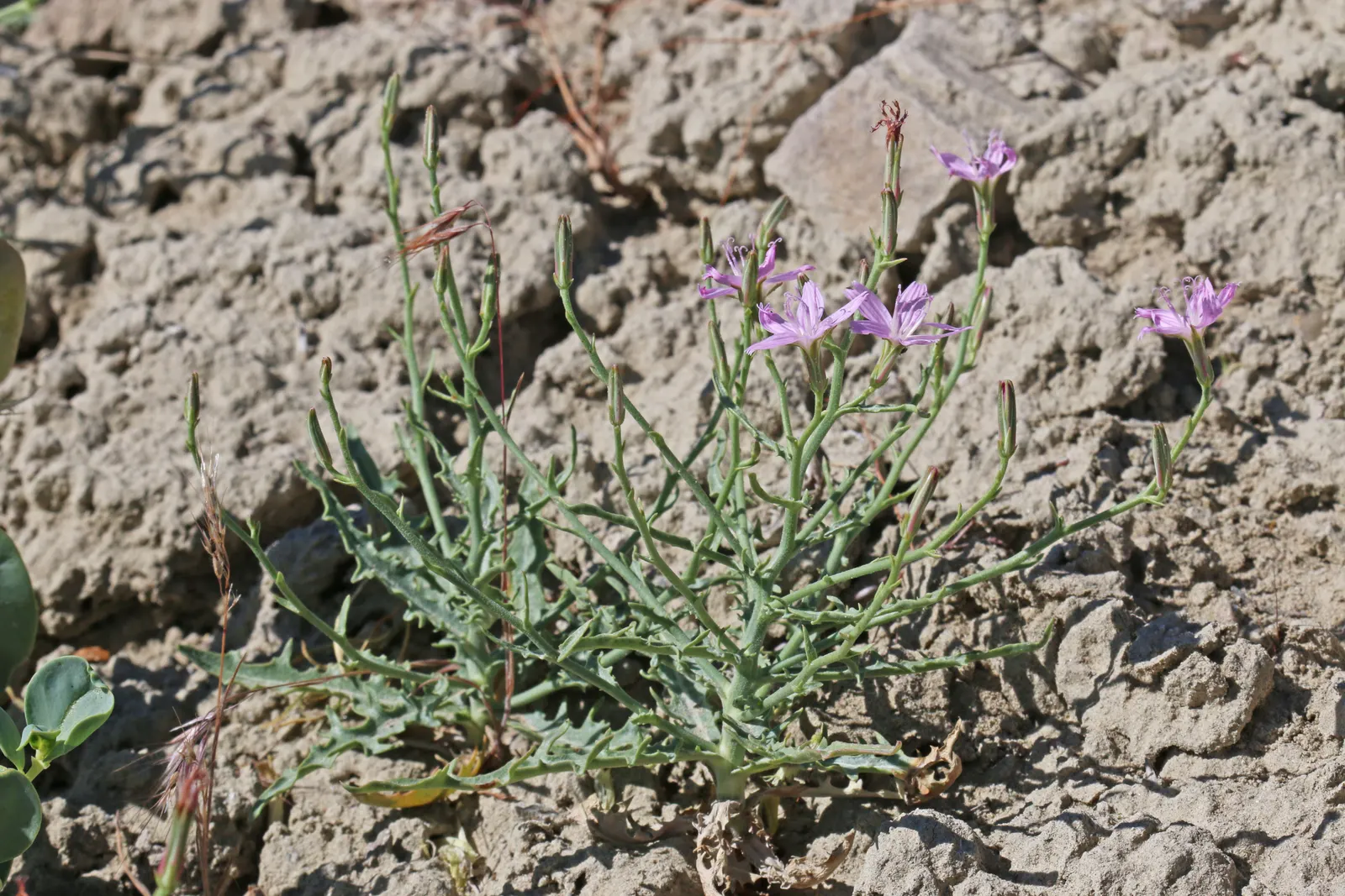 Desert Penstemon (Penstemon Pseudospectabilis) — enduring temperature extremes and requiring minimal maintenance.<br><br>For a landscape architect