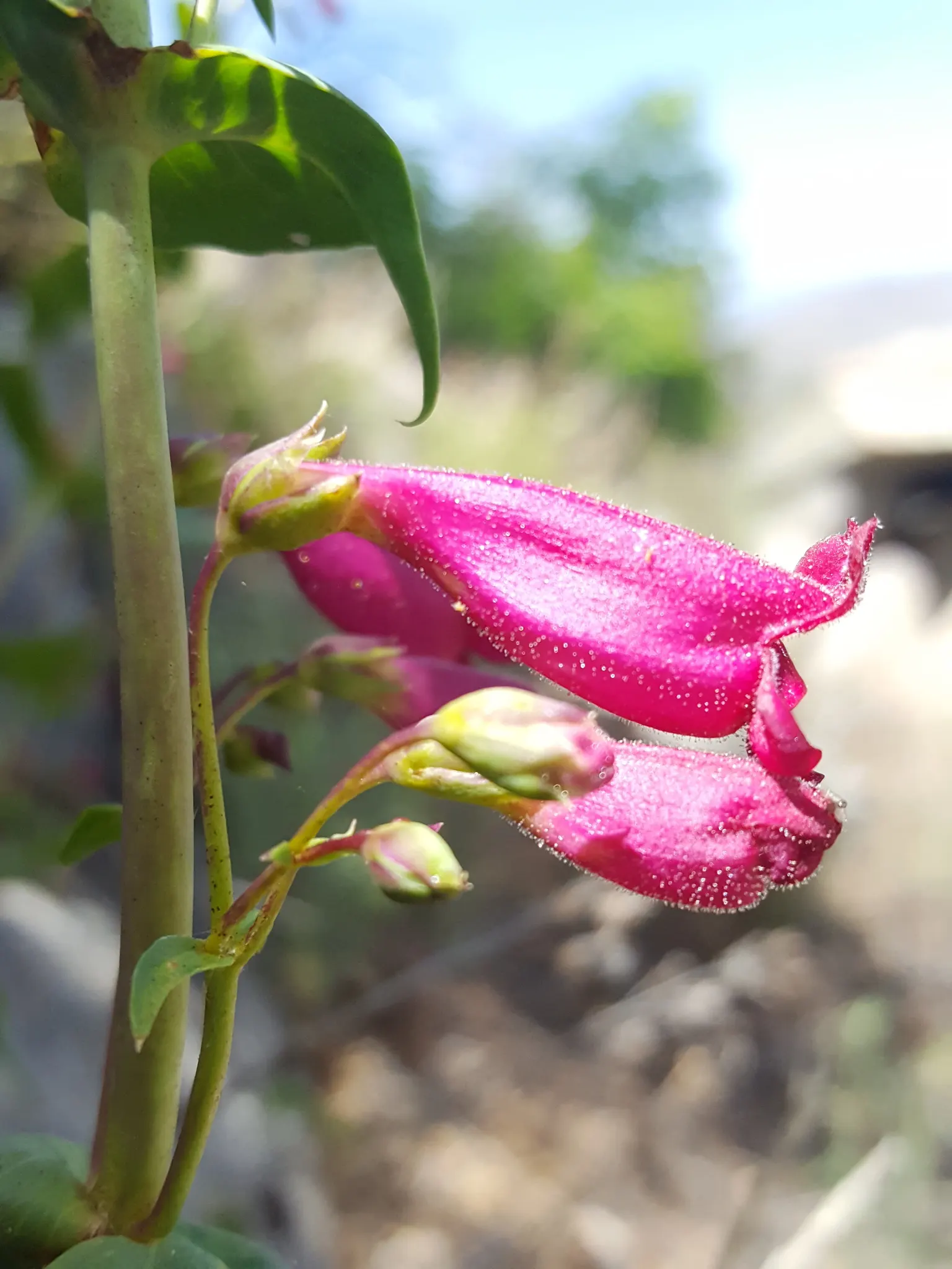 Desert Penstemon (Penstemon Pseudospectabilis) — making it an ideal candidate for xeriscaping; it can reach a mature height of about 2 to 4 feet and spreads 1