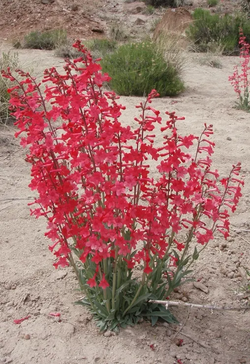 Desert Penstemon (Penstemon Pseudospectabilis) — This low-maintenance native admirably attracts pollinators, blooming from late spring to early, image 36