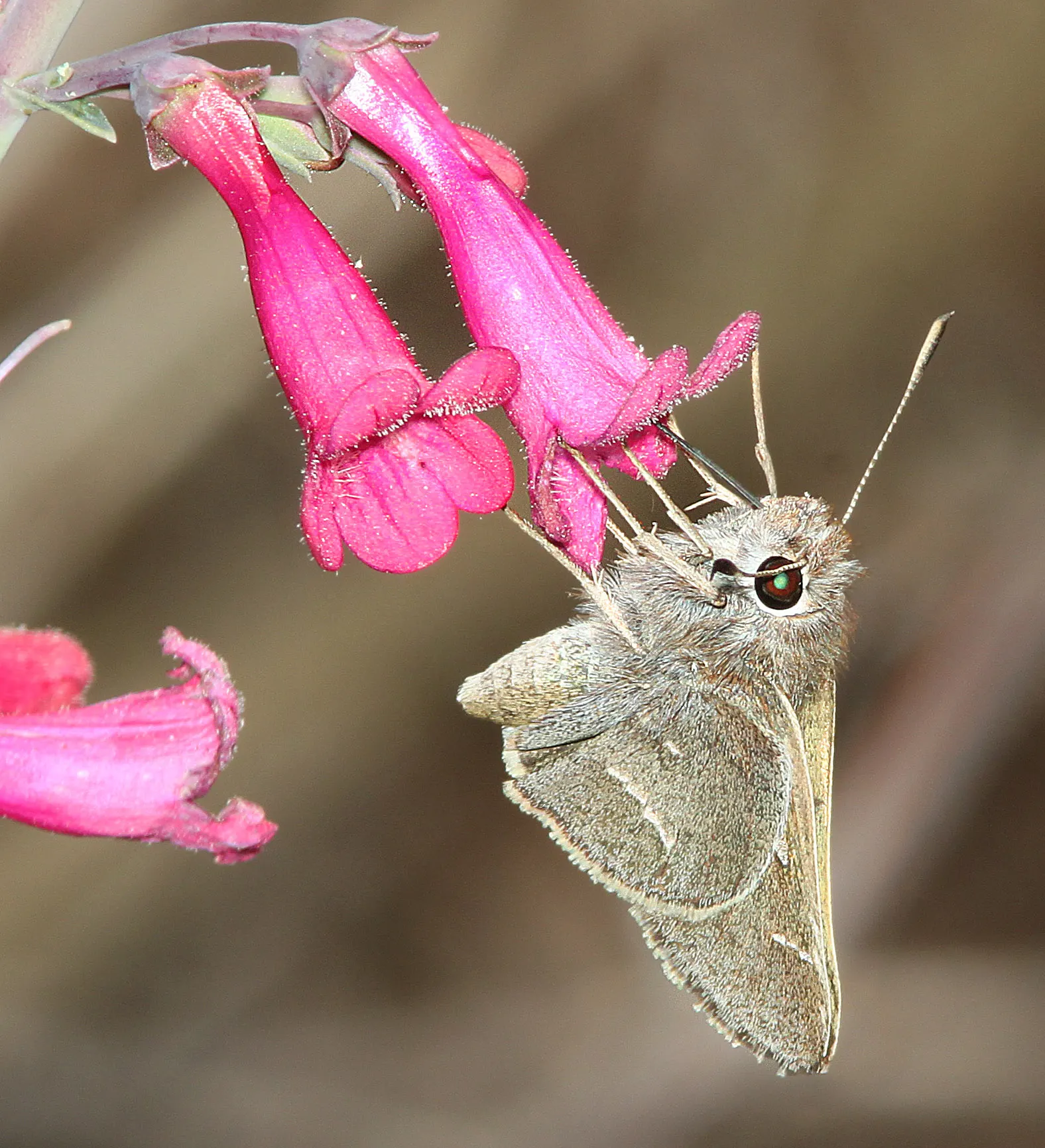 Desert Penstemon (Penstemon Pseudospectabilis) — slender stems that emanate an air of delicate strength.<br><br>Adapted to zones 4 through 9; offers vibrant