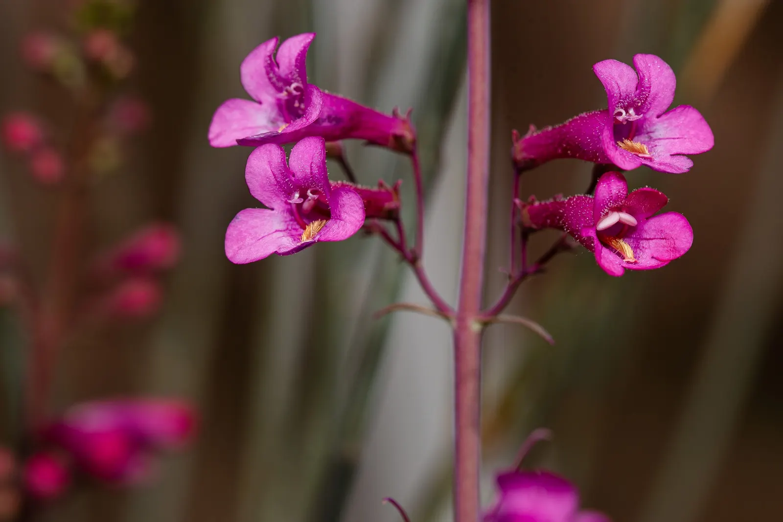 Desert Penstemon (Penstemon Pseudospectabilis) — generally from March to May; and is remarkably drought-resistant once established