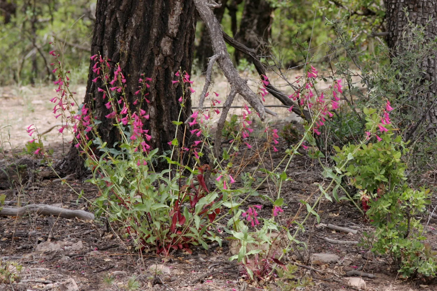 Desert Penstemon (Penstemon Pseudospectabilis) — thriving in USDA zones 4-9; this perennial blooms profusely in the spring