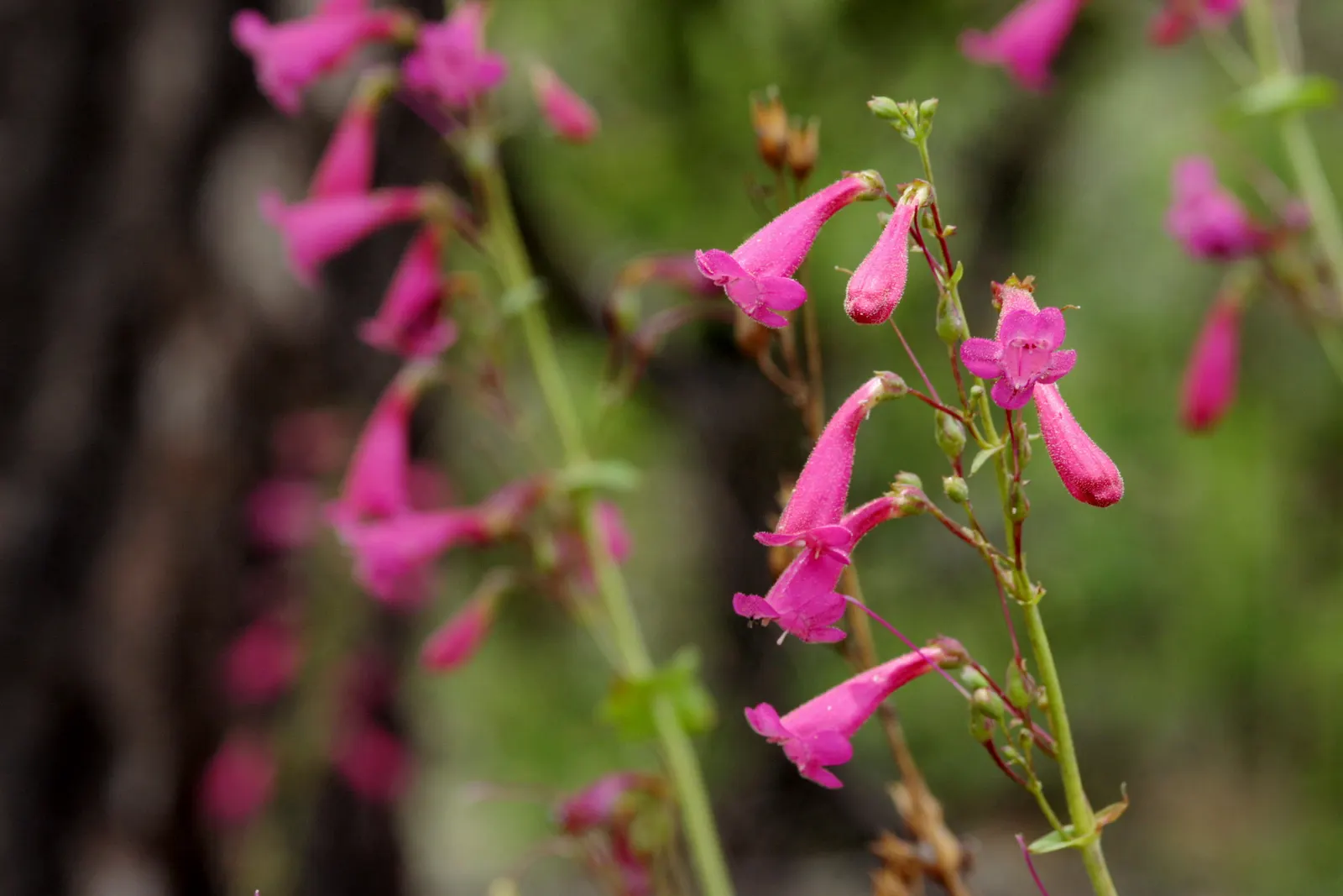 Desert Penstemon (Penstemon Pseudospectabilis) — scientifically named Penstemon pseudospectabilis; enduring temperature extremes and requiring minimal