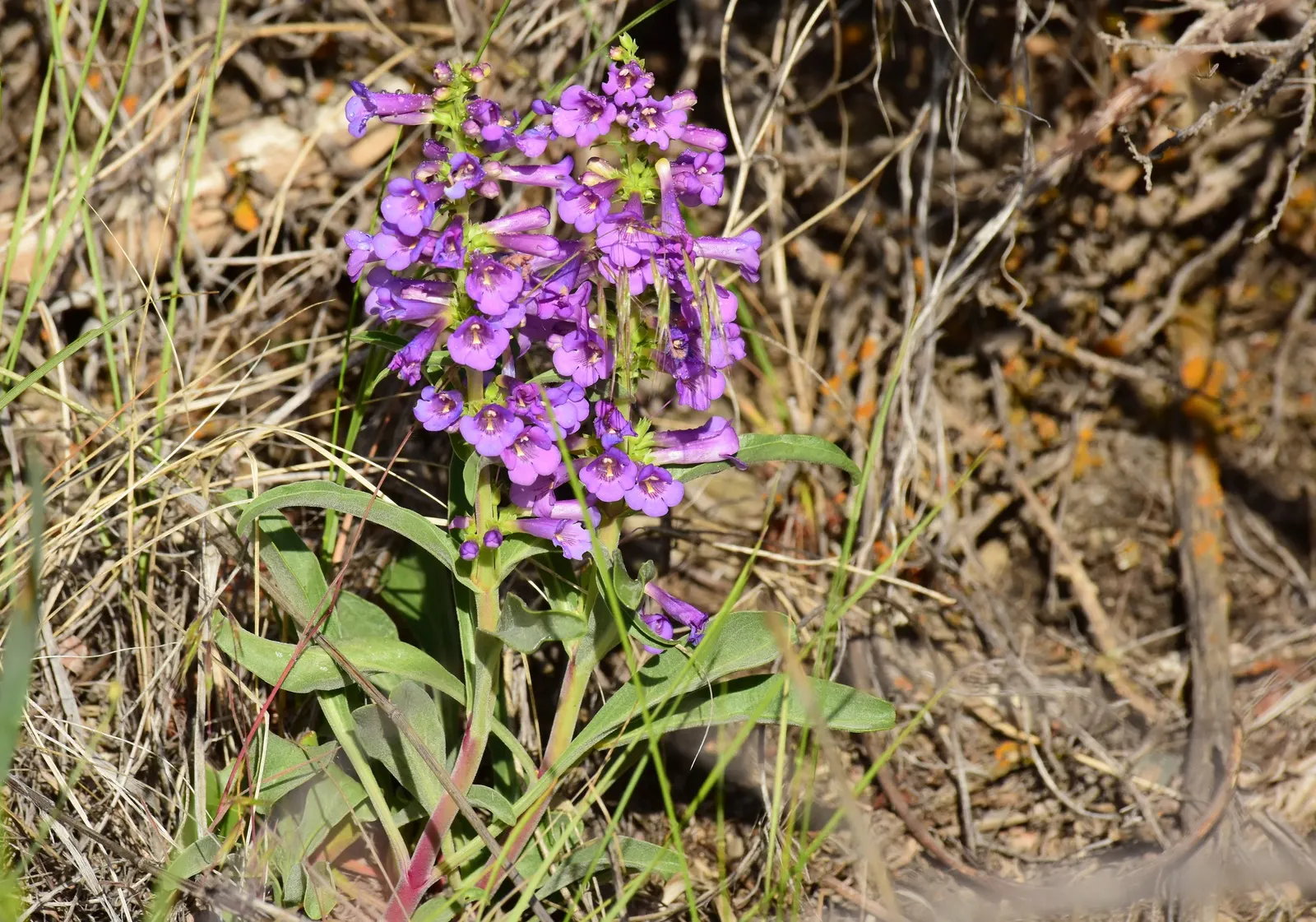 Desert Penstemon (Penstemon Pseudospectabilis) — With striking tubular flowers in shades of pink to violet; sandy or gravelly substrates
