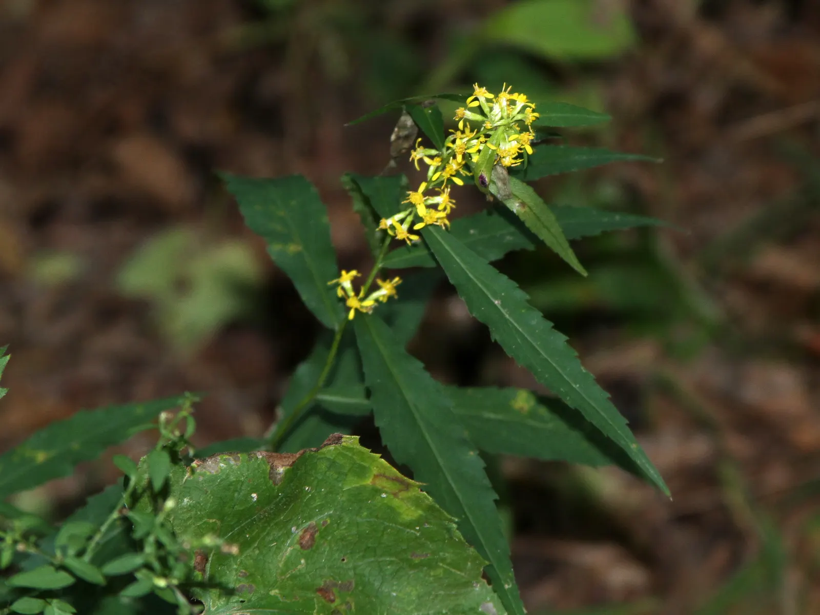 Wreath Goldenrod (Solidago Caesia) — this plant offers a vertical element without overpowering its garden companions