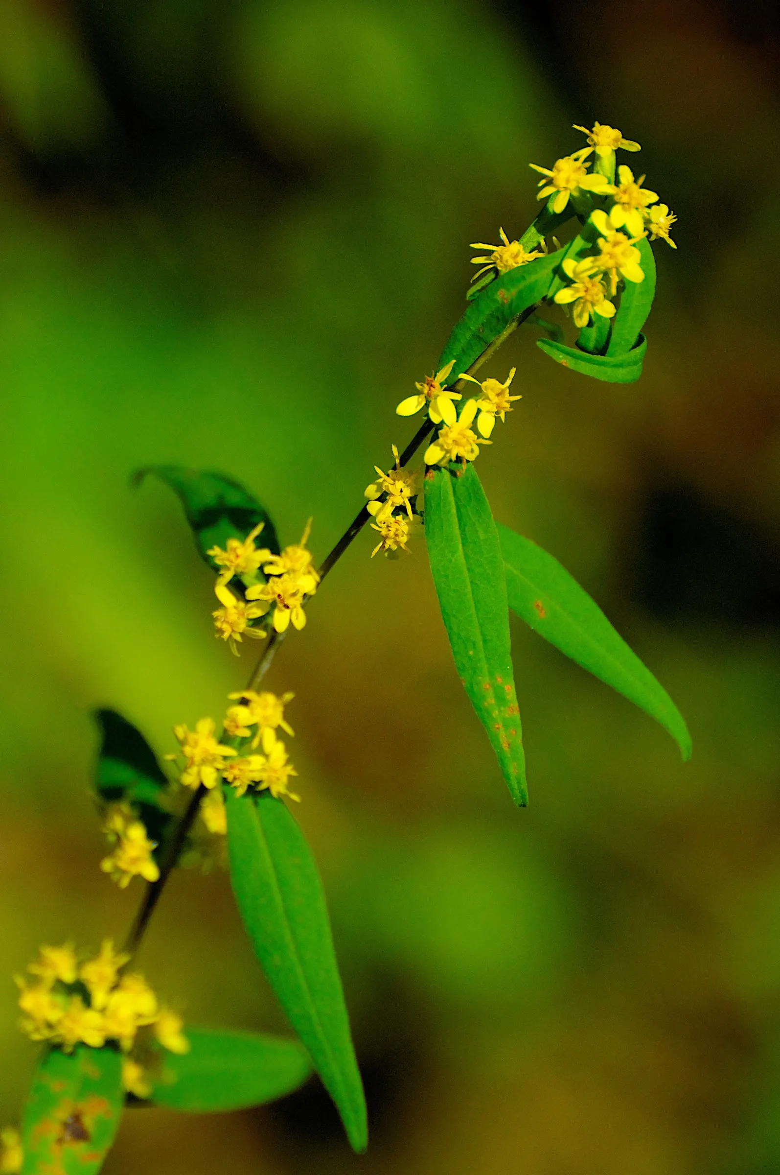 Wreath Goldenrod (Solidago Caesia) — especially charming in the late summer and fall