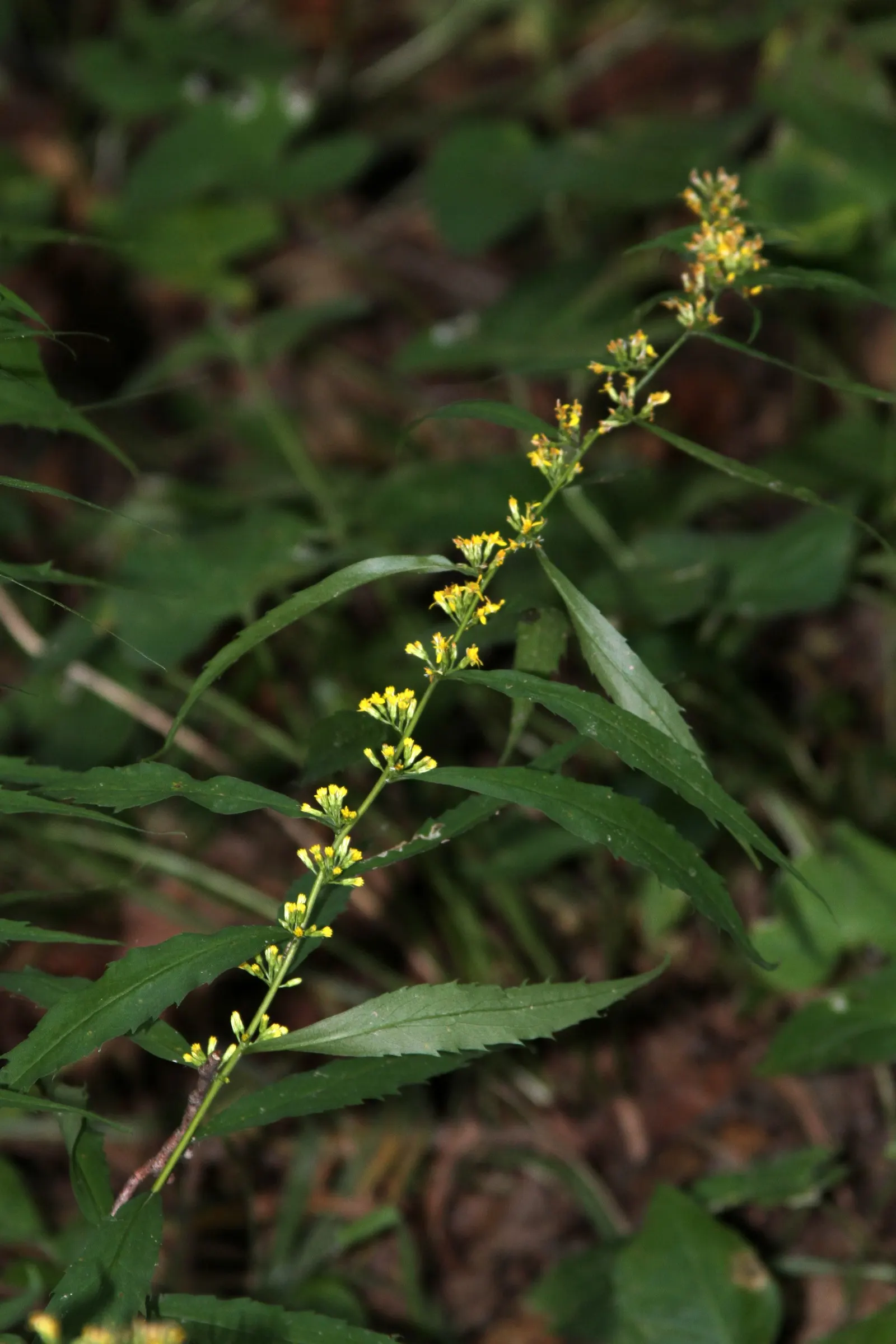 Wreath Goldenrod (Solidago Caesia) — serve as a vital food source for pollinators