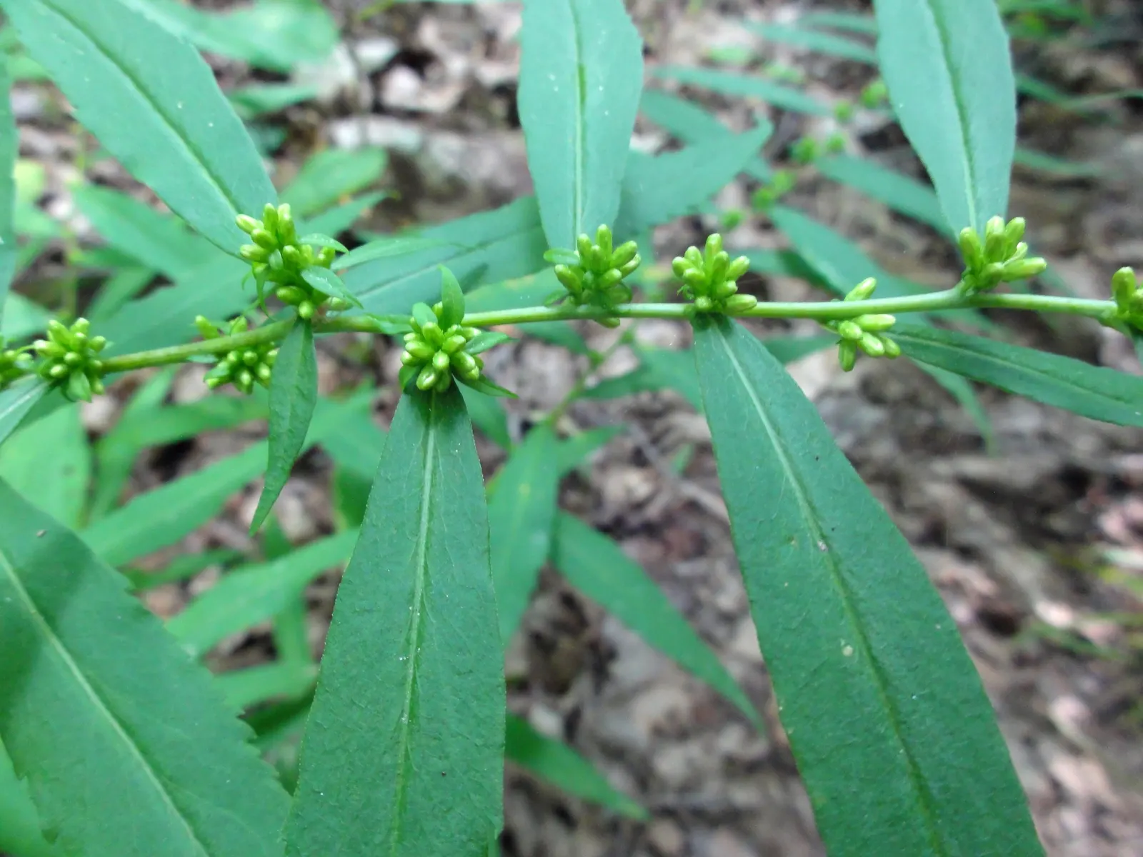 Wreath Goldenrod (Solidago Caesia) — more formally known as Solidago caesia