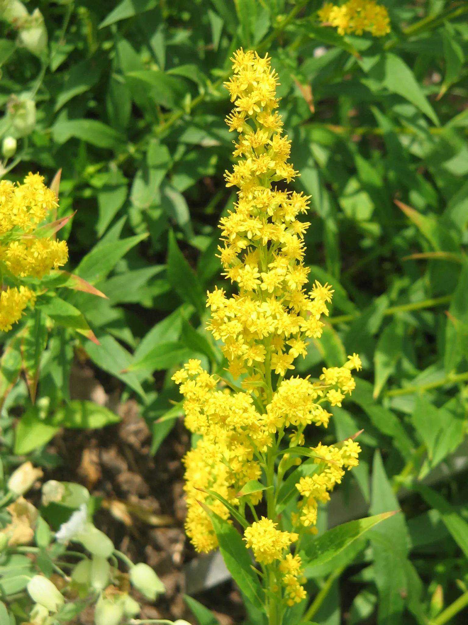 Wreath Goldenrod (Solidago Caesia) — Ideal for woodland gardens