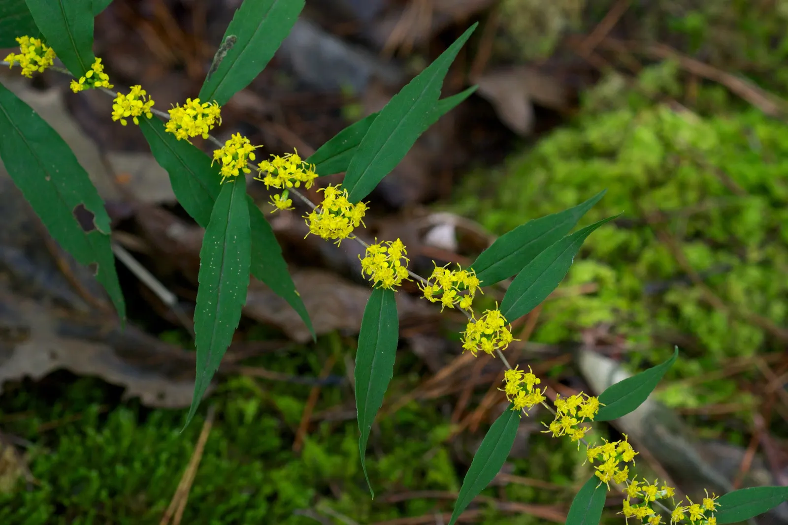 Wreath Goldenrod (Solidago Caesia) — axillary pattern resembling bead-like wreaths - hence its common name