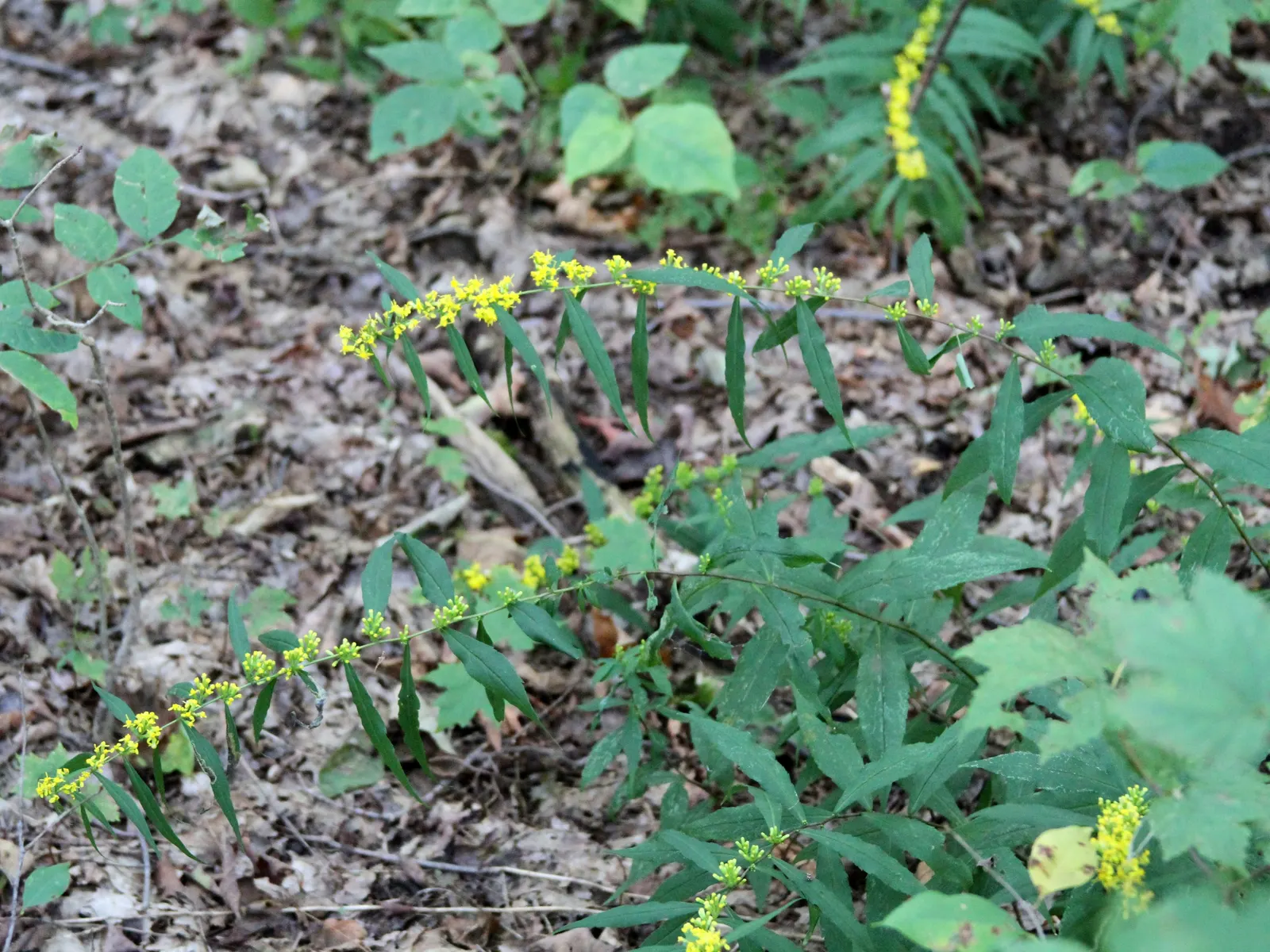 Wreath Goldenrod (Solidago Caesia) — is a perennial native wildflower bringing an appealing touch of gold to any landscape design