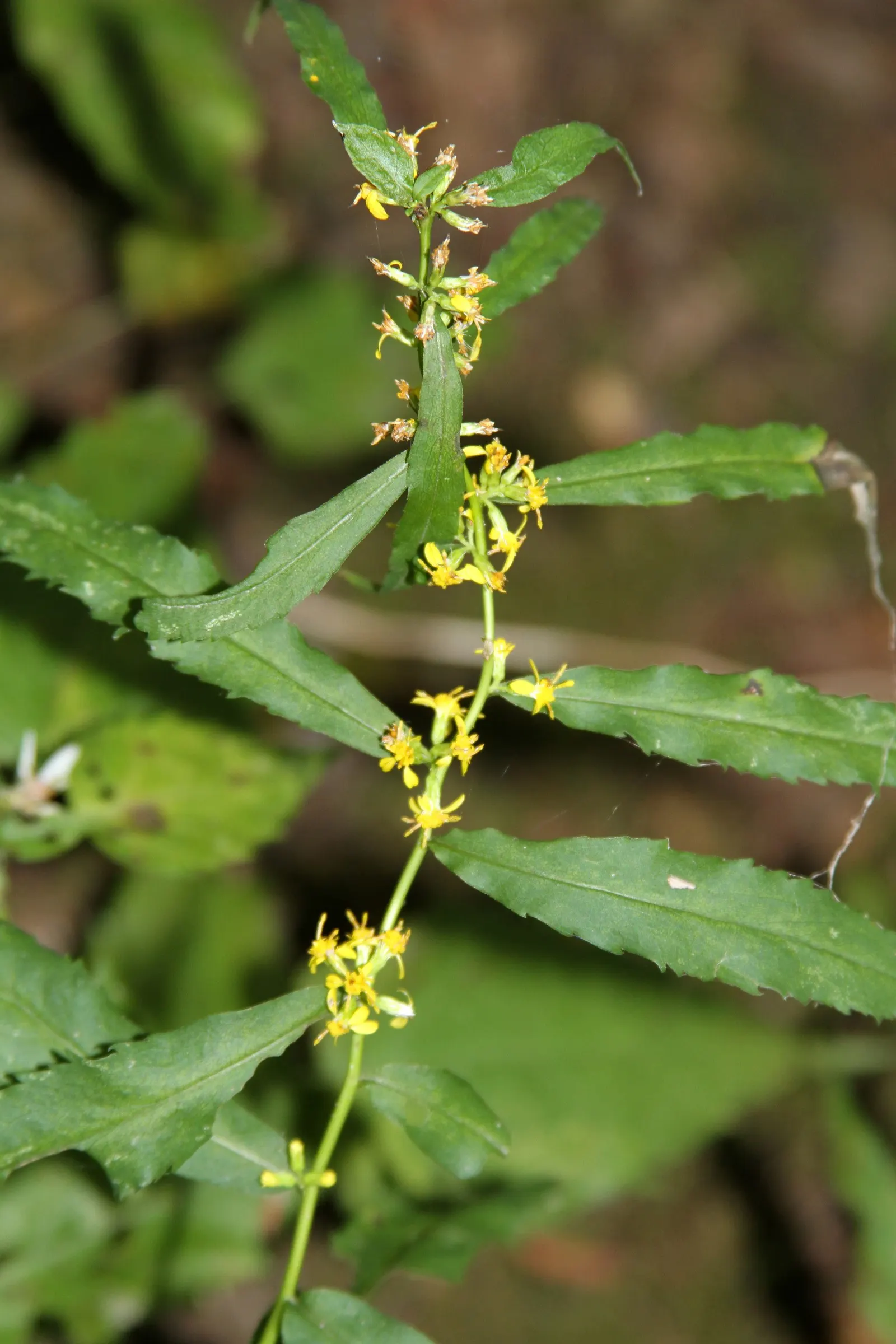 Wreath Goldenrod (Solidago Caesia) — it prefers well-drained soil