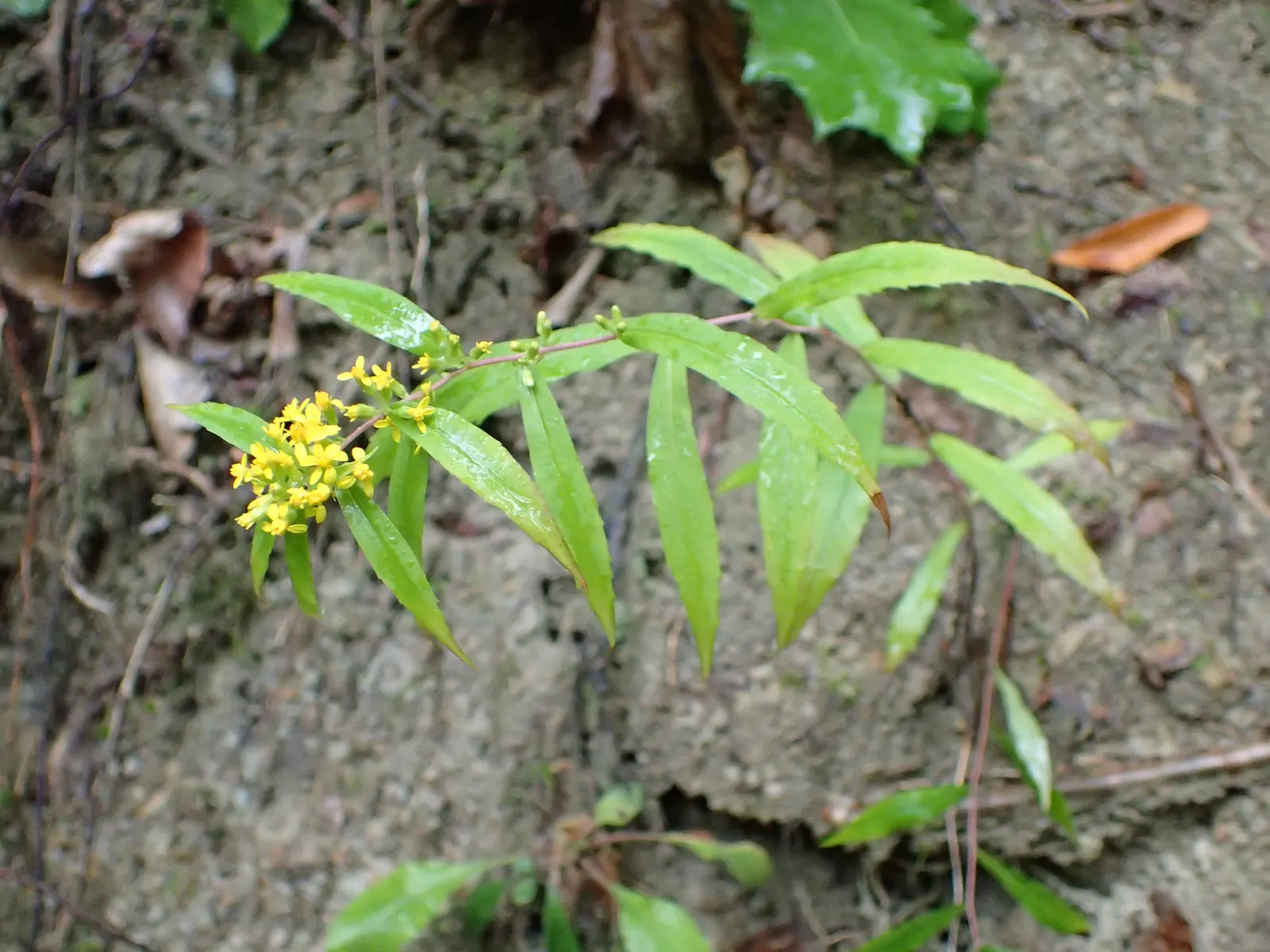 Wreath Goldenrod (Solidago Caesia) — Characterized by its graceful arching stems