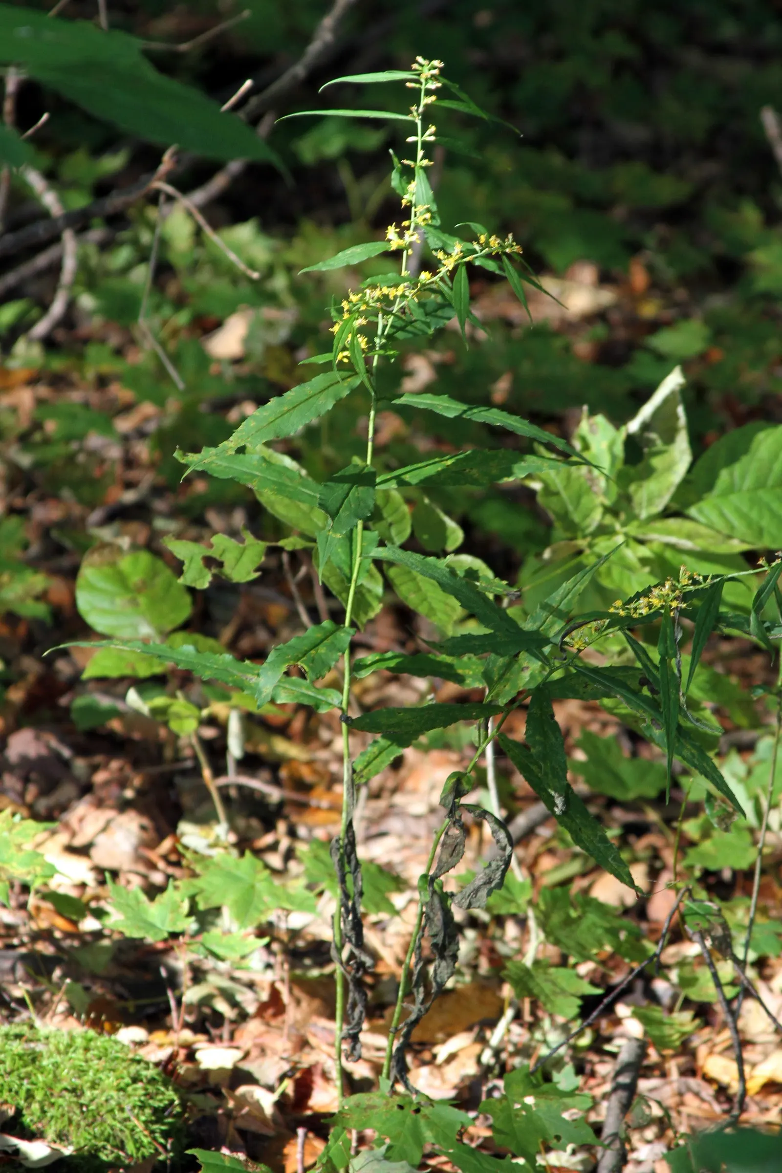 Wreath Goldenrod (Solidago Caesia) — especially attracting butterflies and bees to your garden.<br><br>For optimal growth