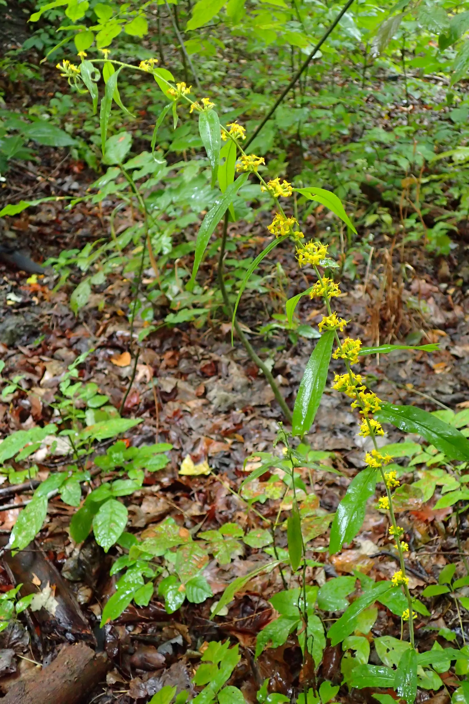 Wreath Goldenrod (Solidago Caesia) — The Solidago caesia, commonly known as Wreath Goldenrod, is a charming, shade-tolerant perennial