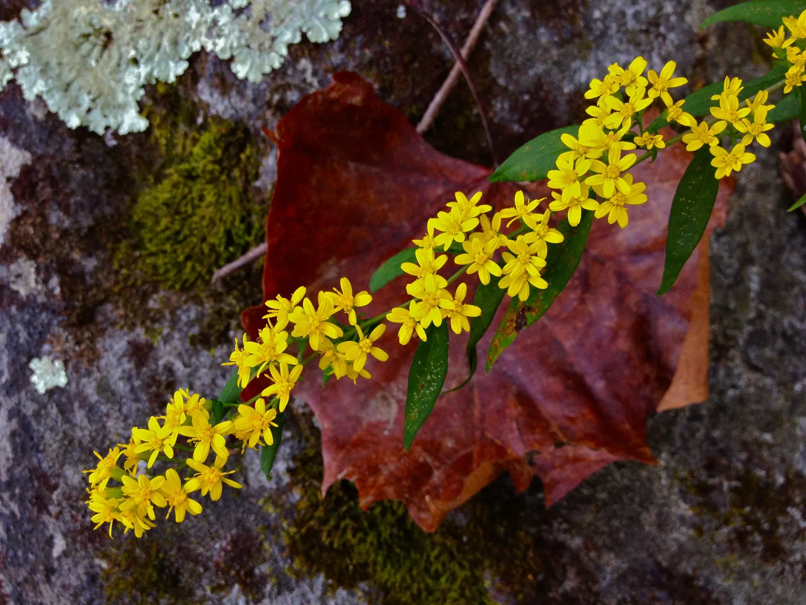 Wreath Goldenrod (Solidago Caesia) — it attracts butterflies and pollinators
