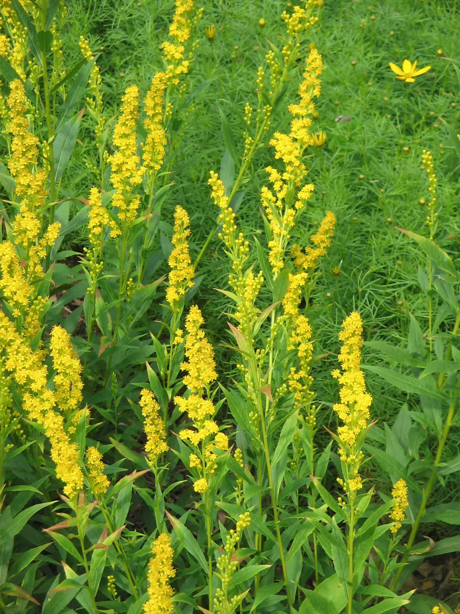 Wreath Goldenrod (Solidago Caesia) — yellow blooms in late summer to fall