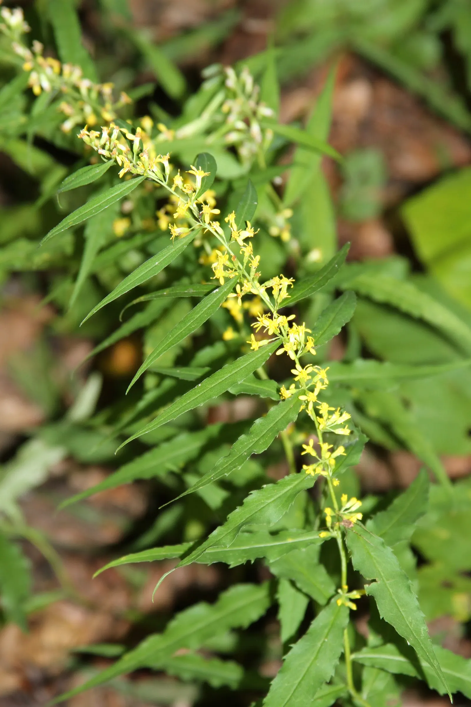 Wreath Goldenrod (Solidago Caesia) — tolerating partial to full shade
