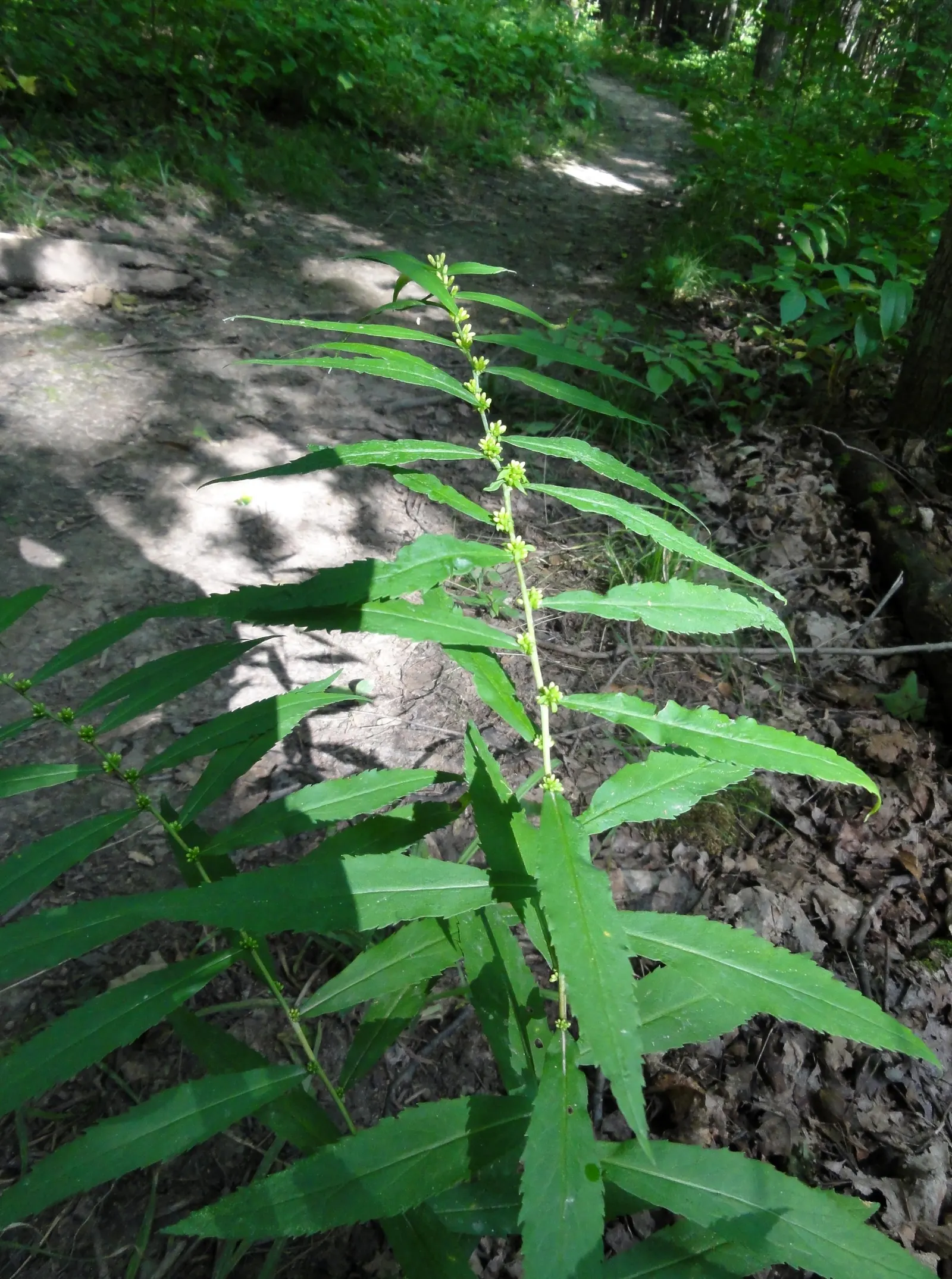 Wreath Goldenrod (Solidago Caesia) — The stems exhibit a unique bluish-green tint