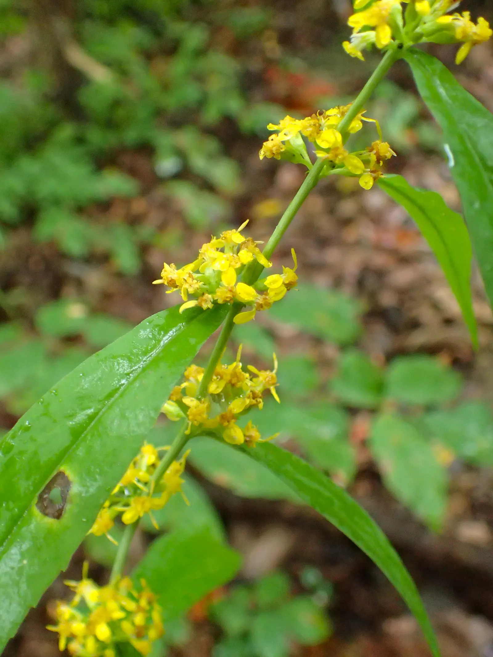 Wreath Goldenrod (Solidago Caesia) — hardiness zones 3-8, reaching heights of 1-3 feet with an equal spread