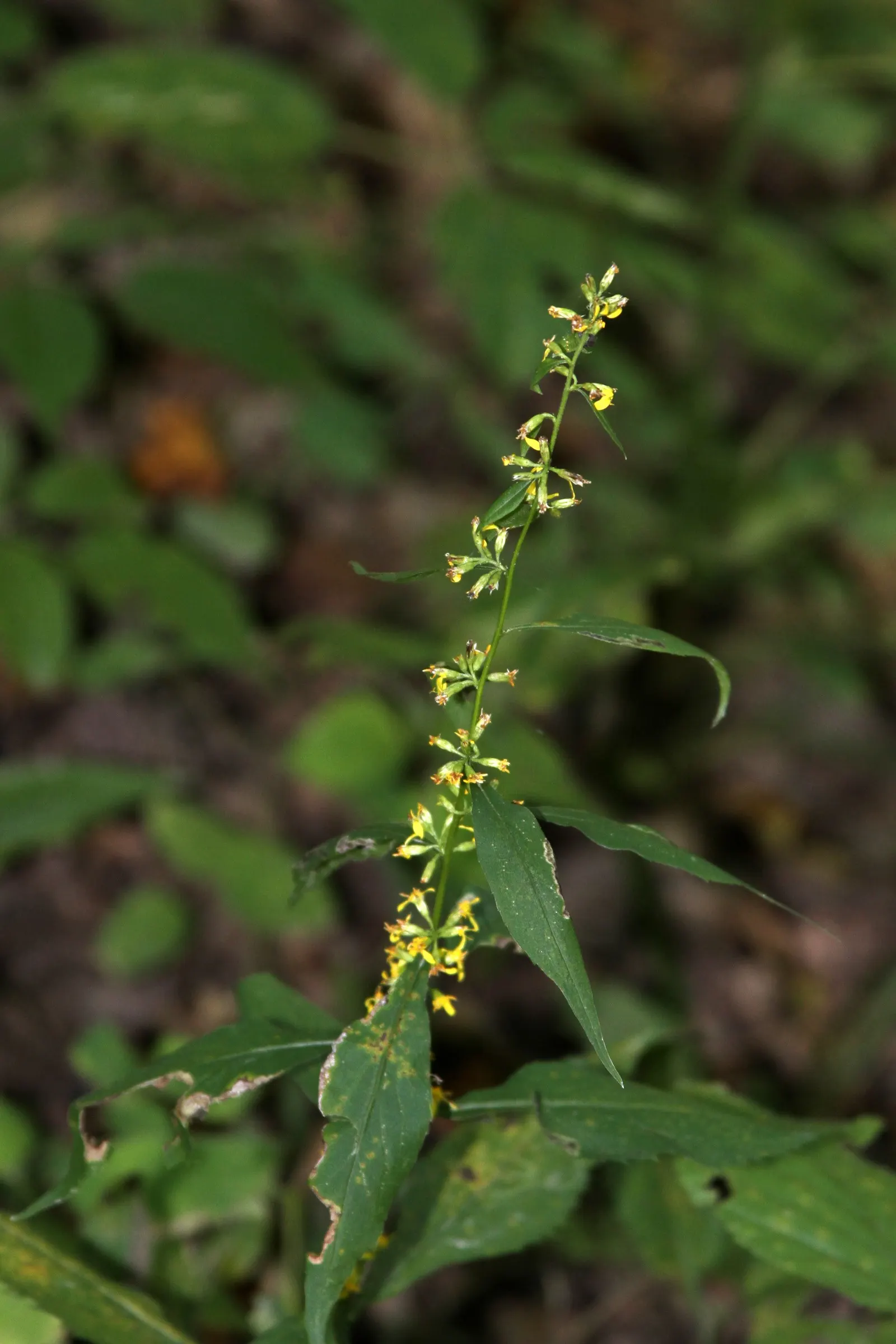 Wreath Goldenrod (Solidago Caesia) — which typically appear from August to October