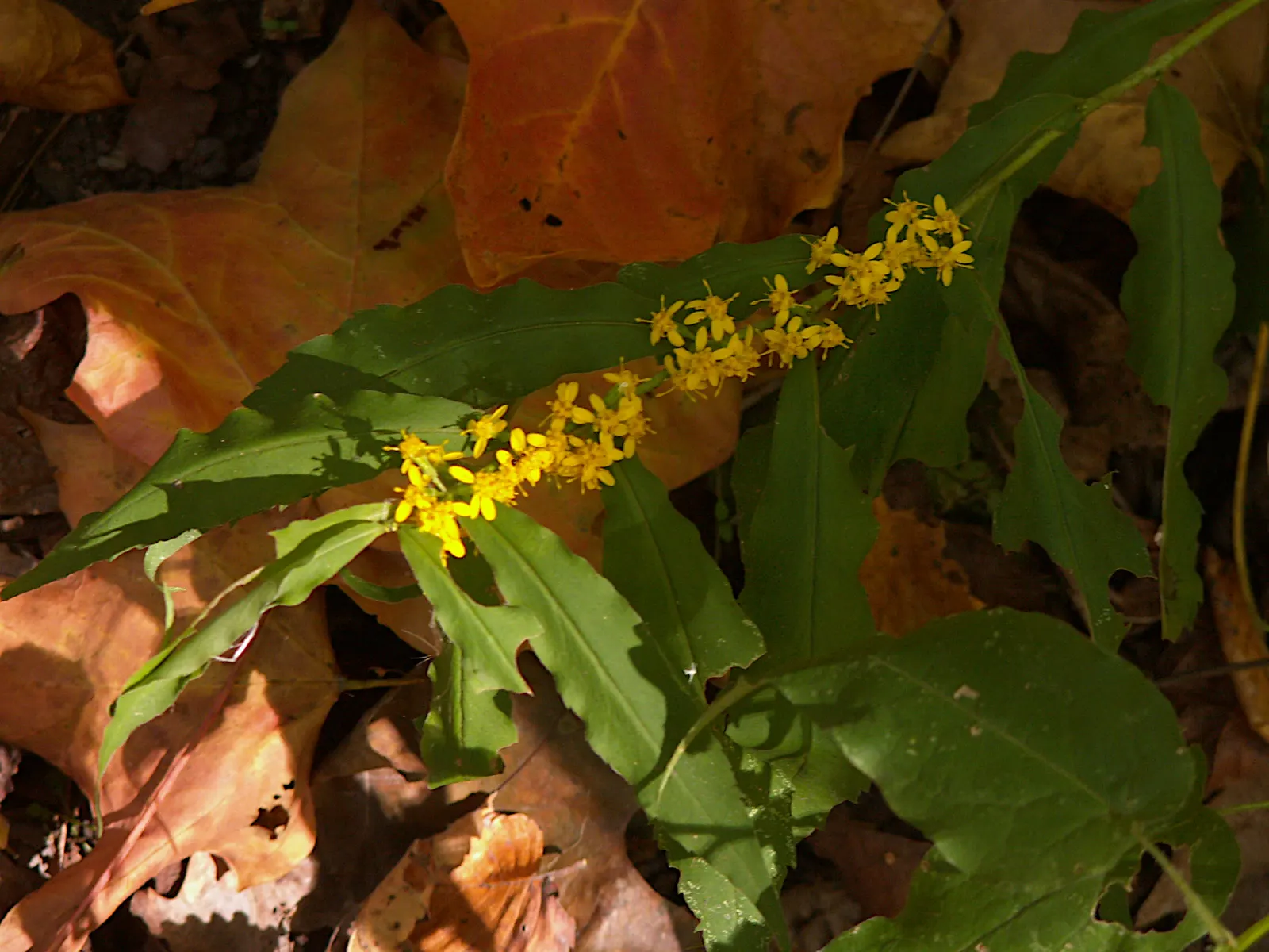 Wreath Goldenrod (Solidago Caesia) — usually measuring between 1 to 3 feet in height