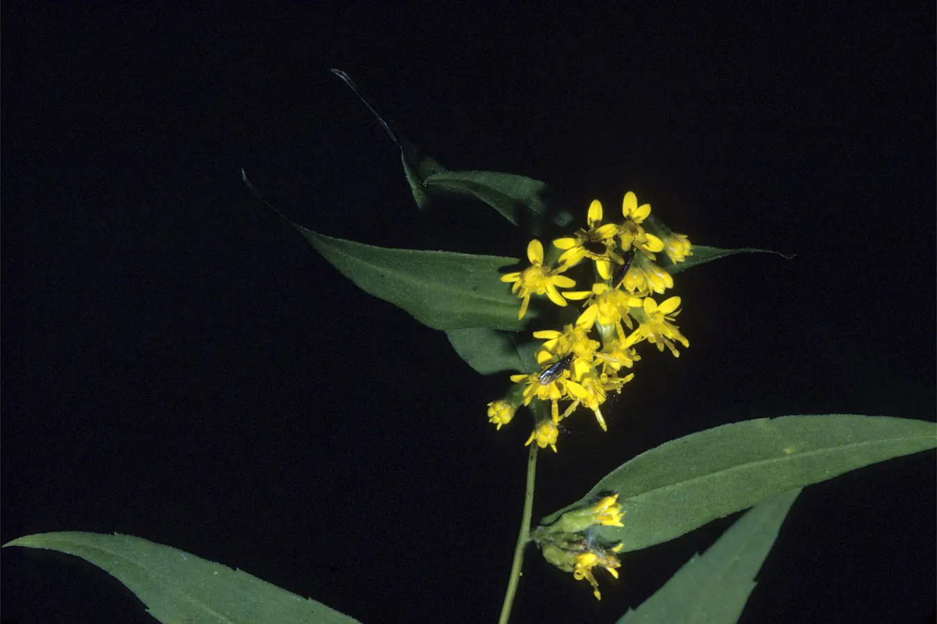 Wreath Goldenrod (Solidago Caesia) — and is relatively resistant to pests and diseases
