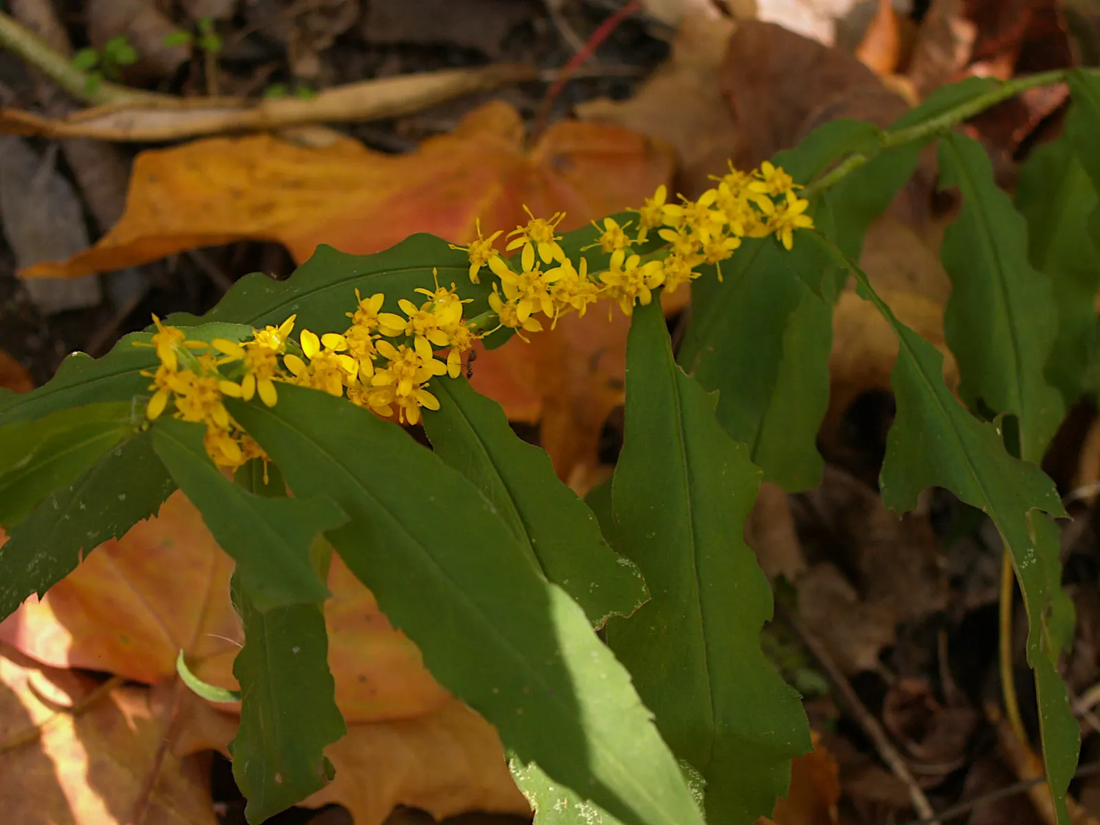 Wreath Goldenrod (Solidago Caesia) — the Wreath Goldenrod aligns its flower clusters in a dispersed