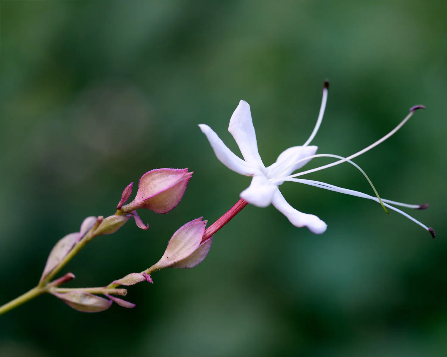 Harlequin Glorybower (Clerodendrum Trichotomum) — ovate leaves which can grow up to 5 inches long; this shrub requires room to grow, image 63