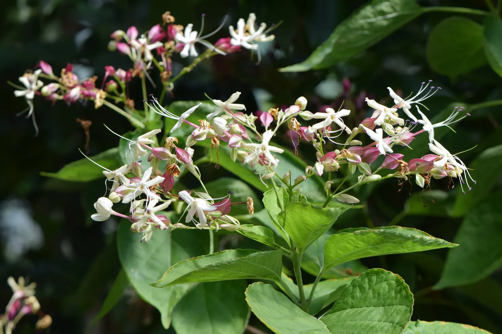 Harlequin Glorybower (Clerodendrum Trichotomum) — bright pink calyces and are followed by striking; ensuring multiseason interest.<br><br>For, image 66
