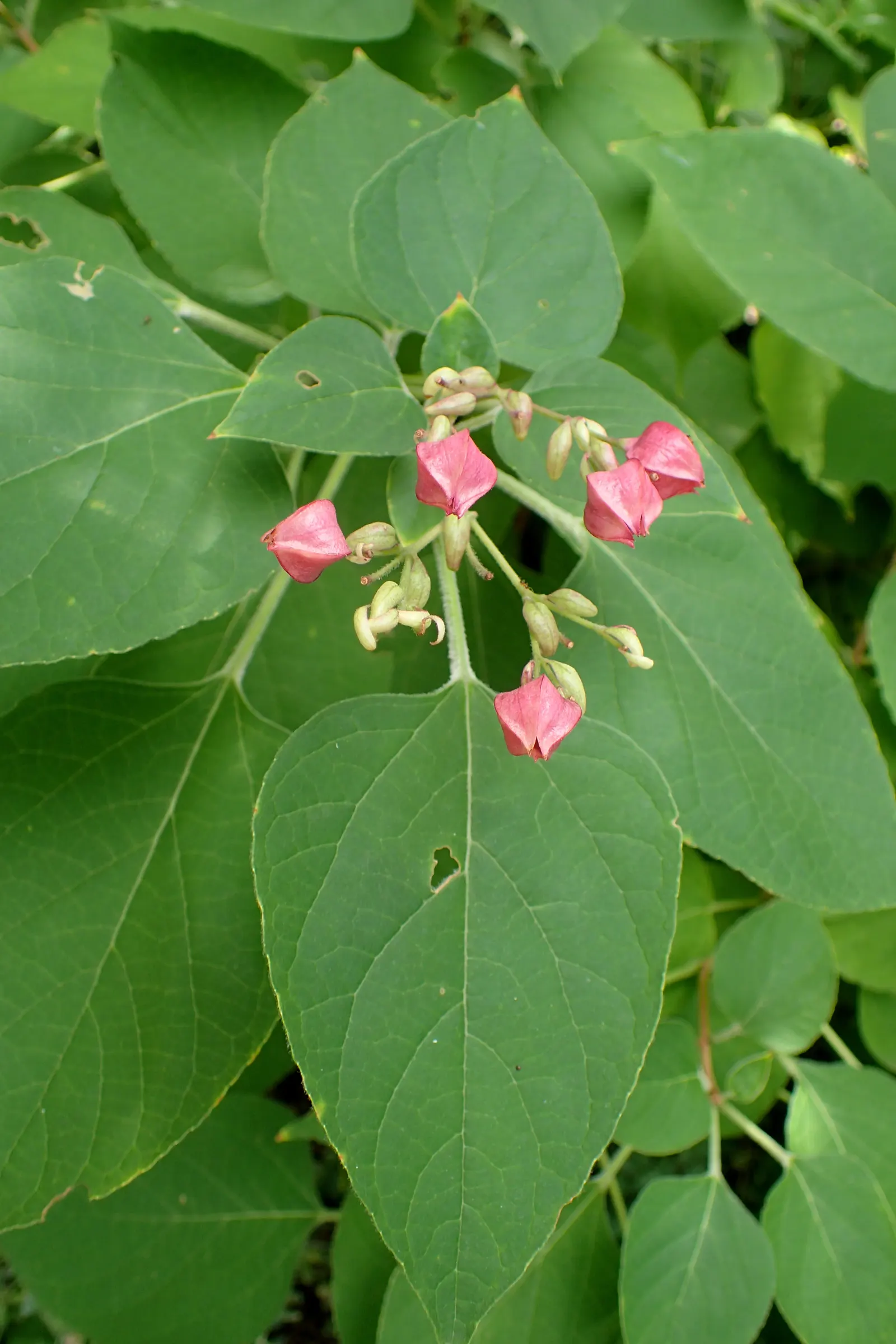 Harlequin Glorybower (Clerodendrum Trichotomum) — It prefers well-drained soils enriched with organic matter; shrub for full or half, image 71