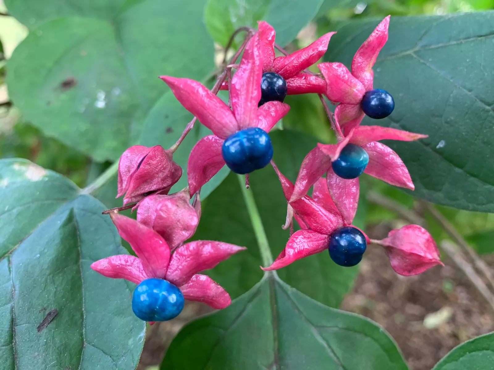Harlequin Glorybower (Clerodendrum Trichotomum) — it is crucial to note that the Harlequin Glorybower thrives best in USDA Hardiness Zones 7 to 9; it prefers
