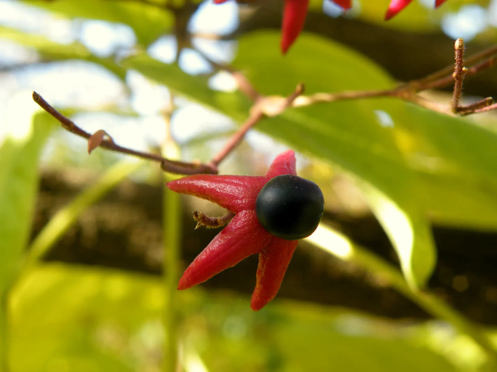 Harlequin Glorybower (Clerodendrum Trichotomum) — This enchanting fruit display extends into the fall; notable for attracting pollinators