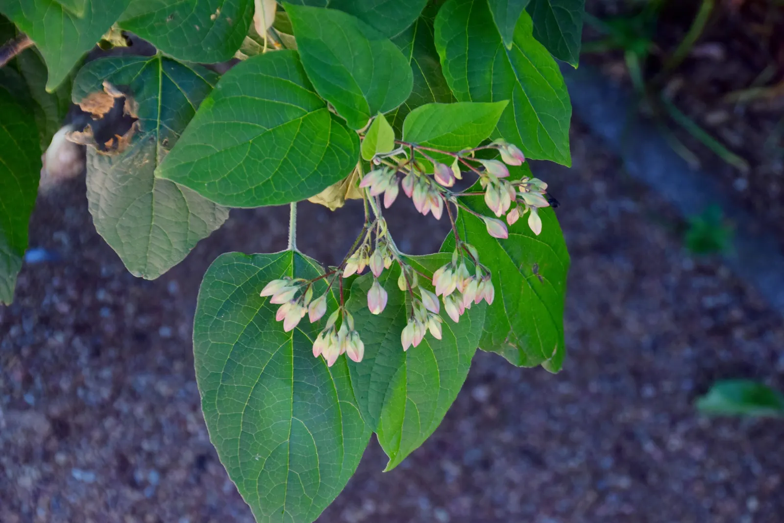 Harlequin Glorybower (Clerodendrum Trichotomum) — Typically maturing to a height of 10 to 20 feet with a nearly equal spread