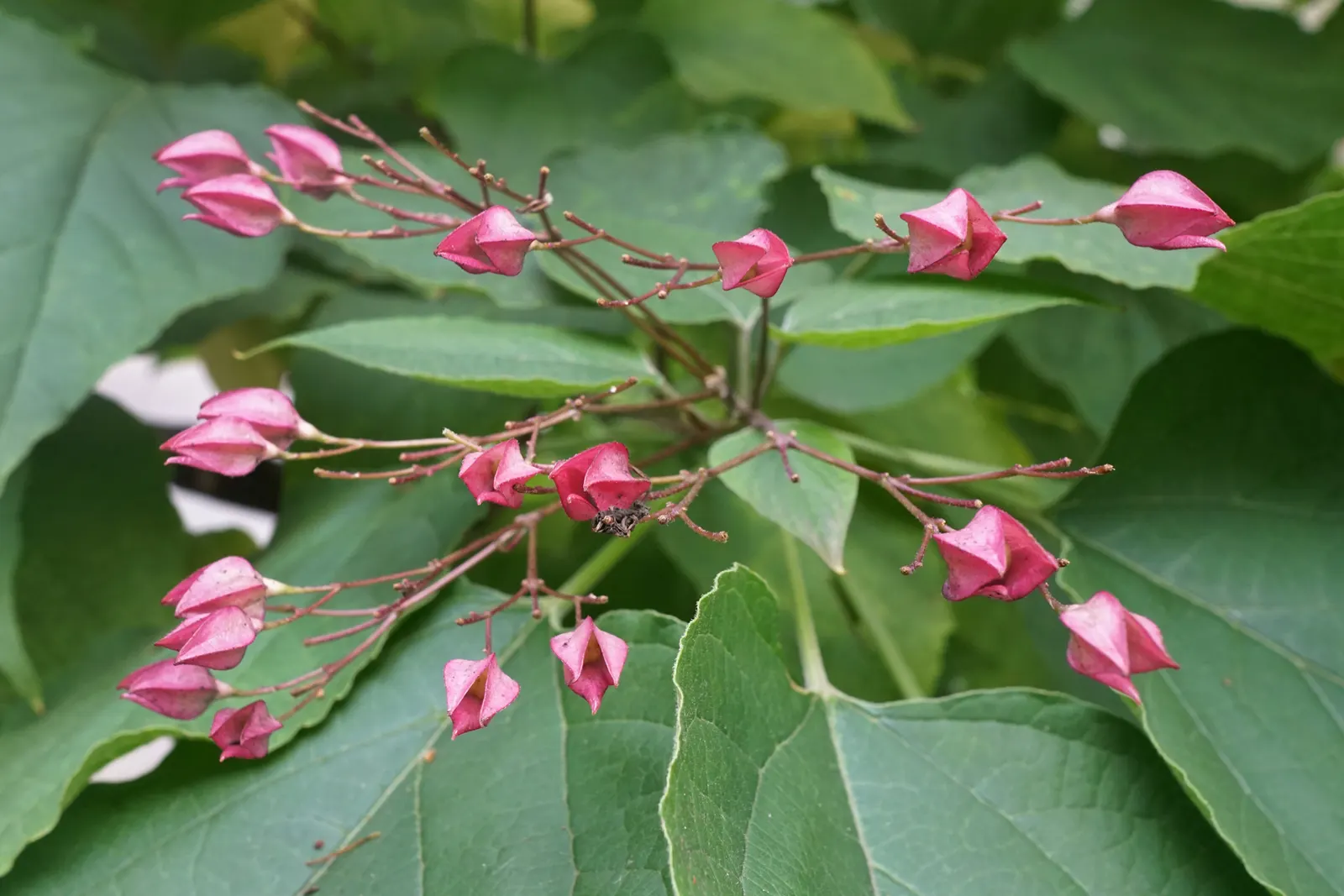 Harlequin Glorybower (Clerodendrum Trichotomum) — each cradled in a fleshy red calyx that extraordinarily resembles a tiny cherry; white flowers in, image 93