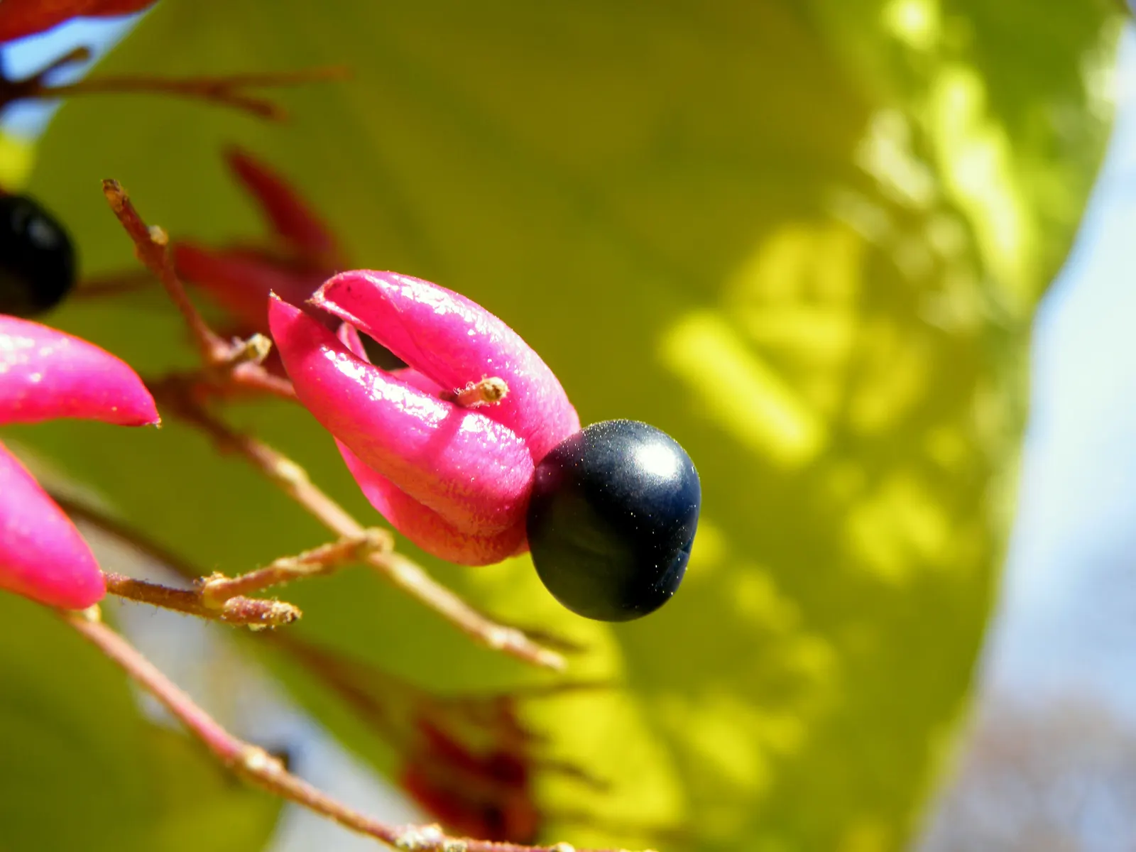 Harlequin Glorybower (Clerodendrum Trichotomum) — shrub for full or half; providing a timeless allure with its delightful blooms and colorful, image 78