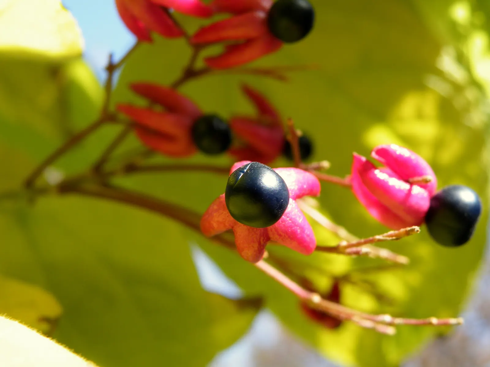 Harlequin Glorybower (Clerodendrum Trichotomum) — is a captivating deciduous shrub
