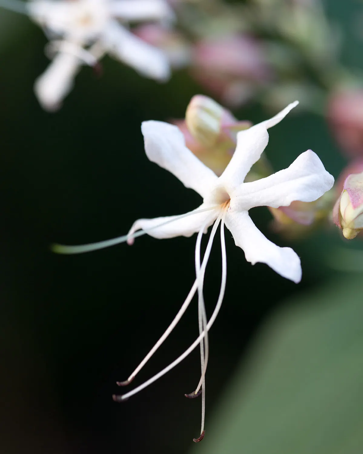 Harlequin Glorybower (Clerodendrum Trichotomum) — white flowers in the garden
