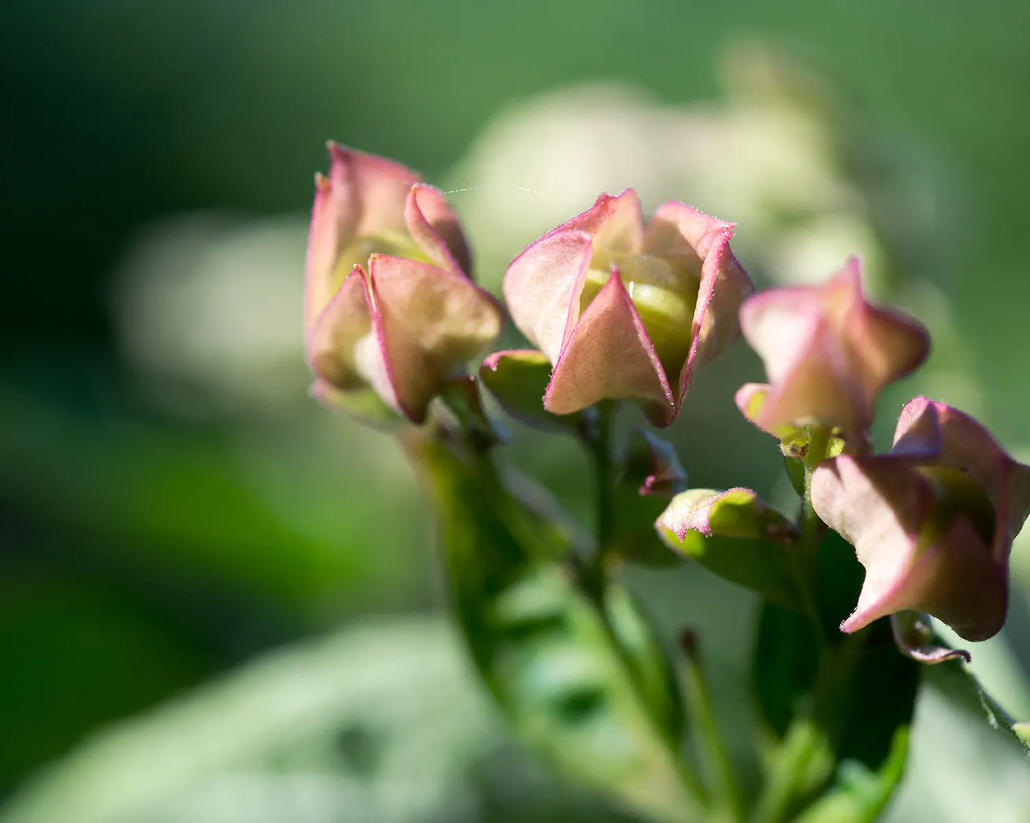 Harlequin Glorybower (Clerodendrum Trichotomum) — it blooms most profusely in full sun exposures; bright pink calyces and are followed by striking, image 73